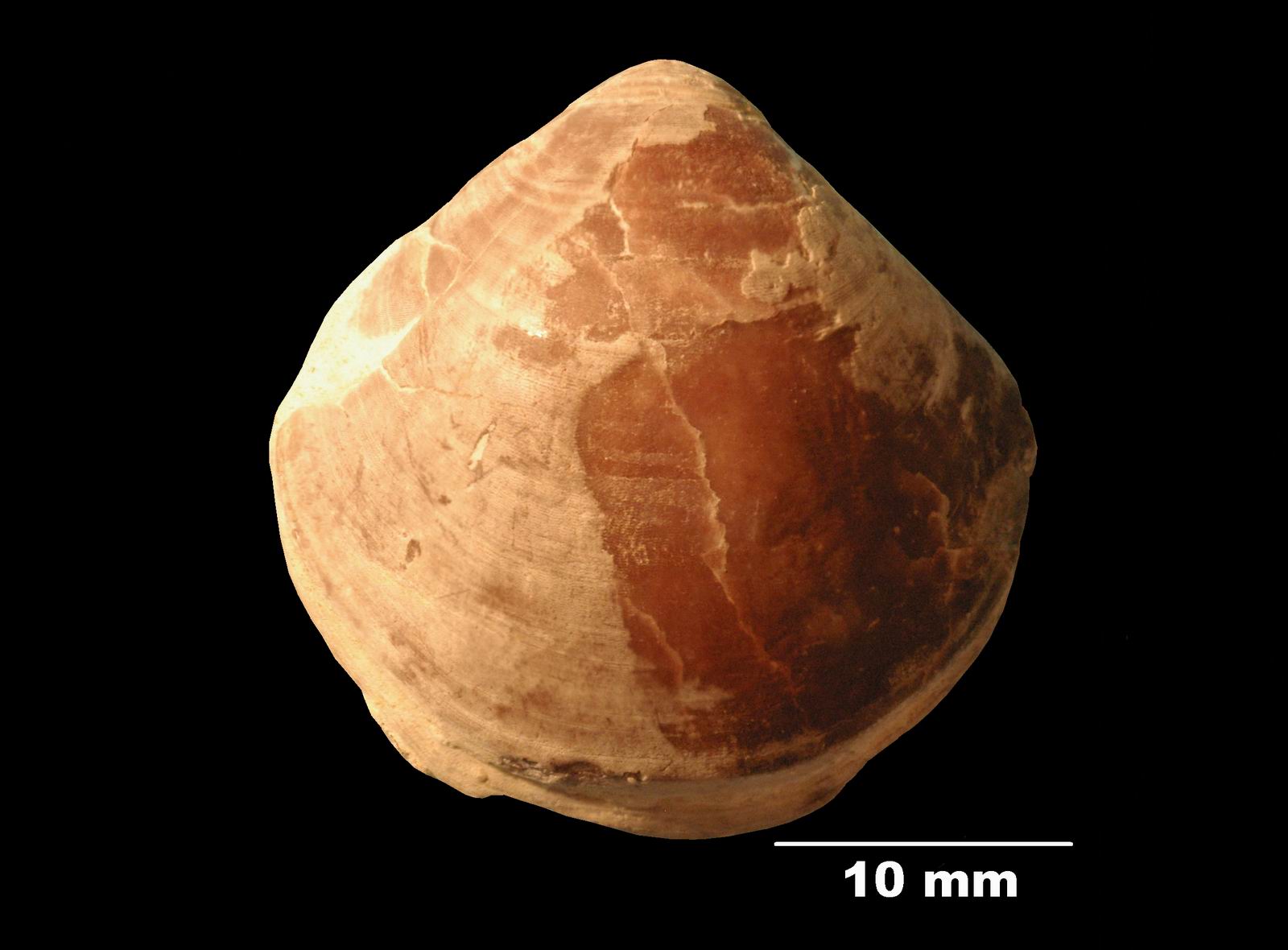 terebratula_maxillata-2 (UL-B 00006)