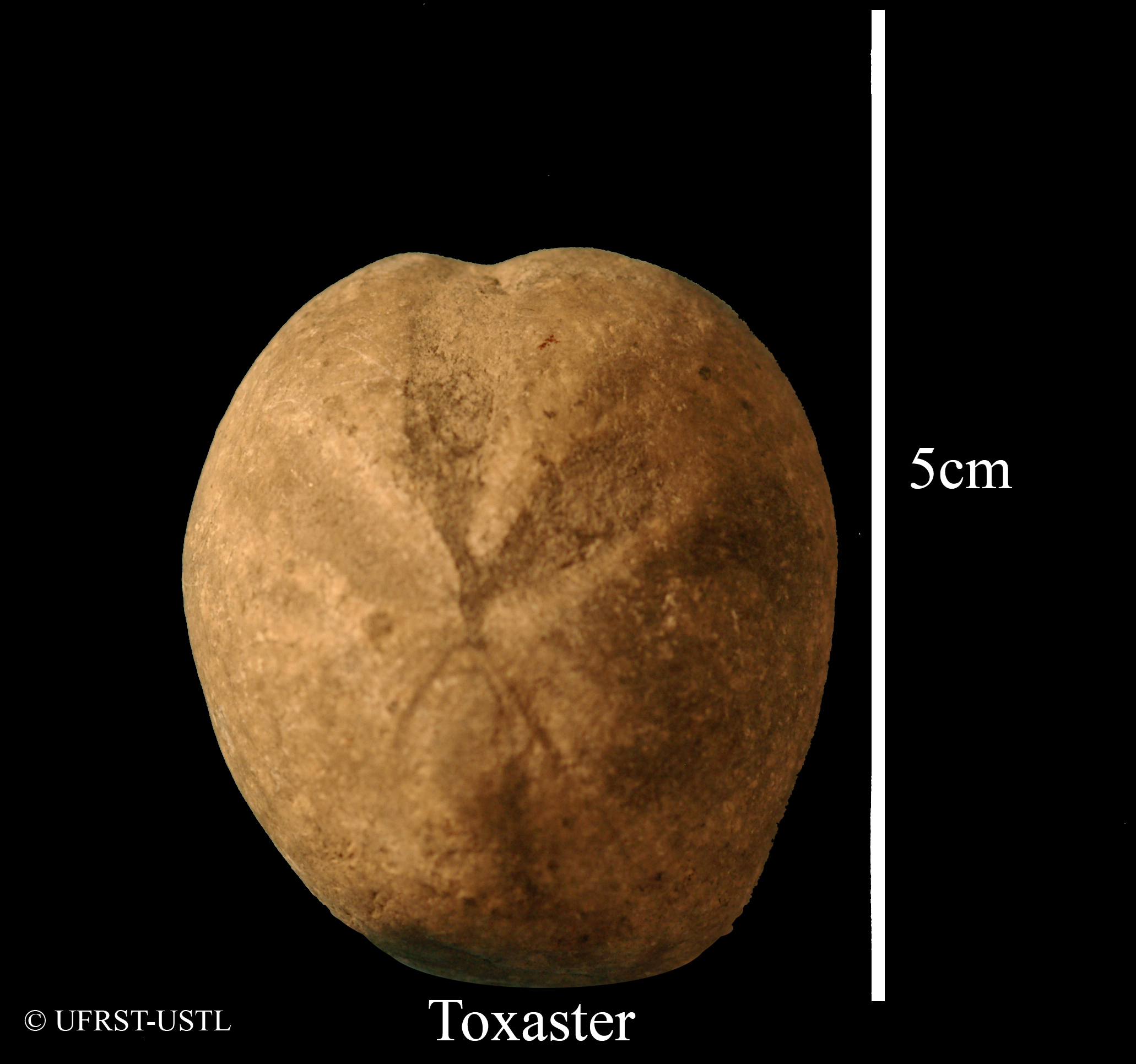 toxaster-1 (UL-E 0045)