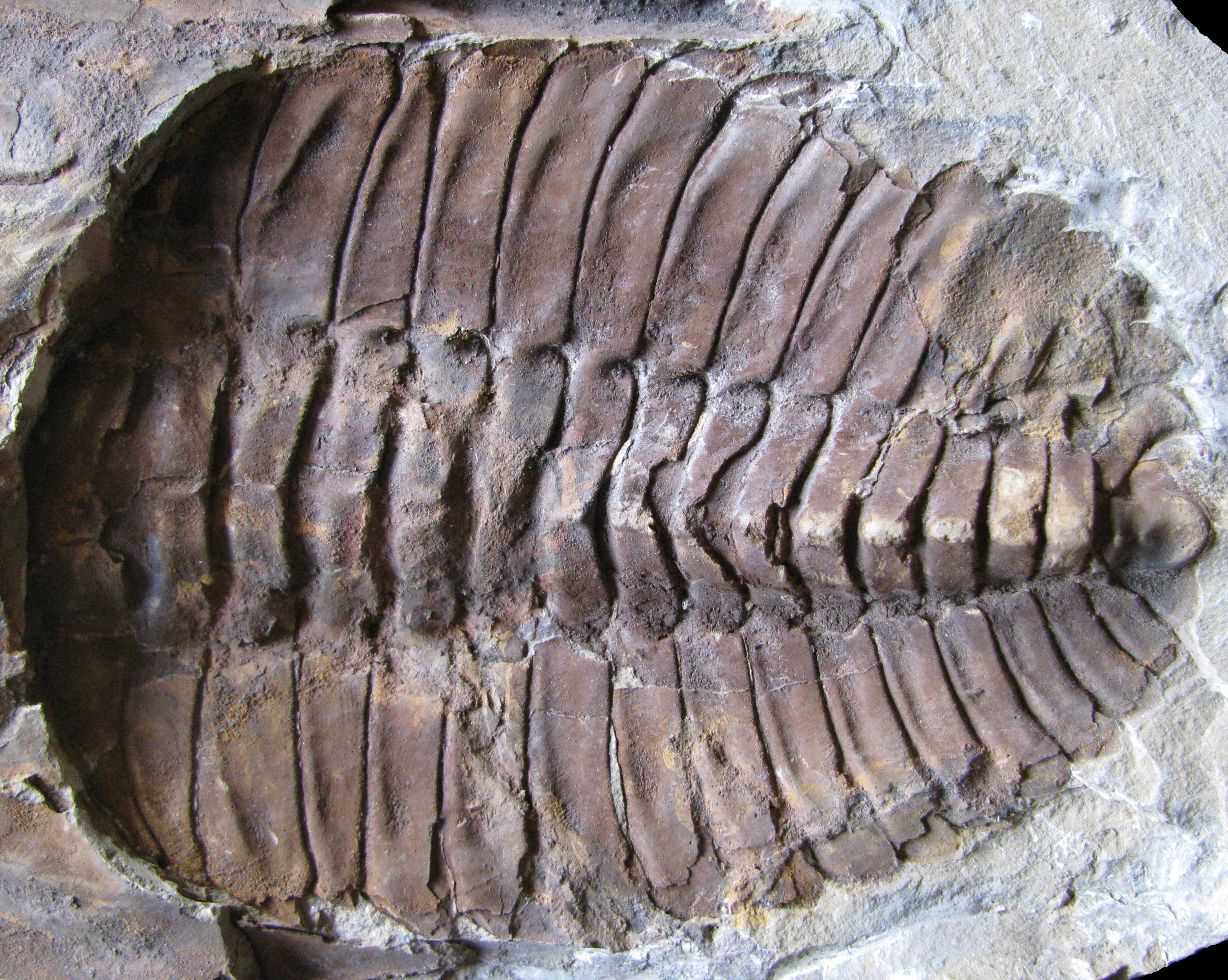 cambropallas1-5 (UL-A 0011)