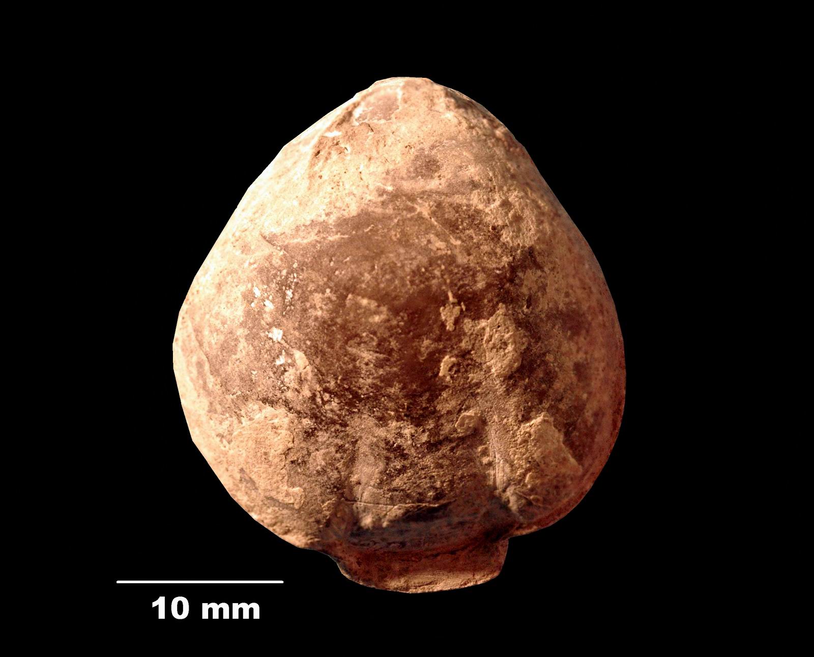 coenothyris_vulgaris-2 (UL-B 00003)
