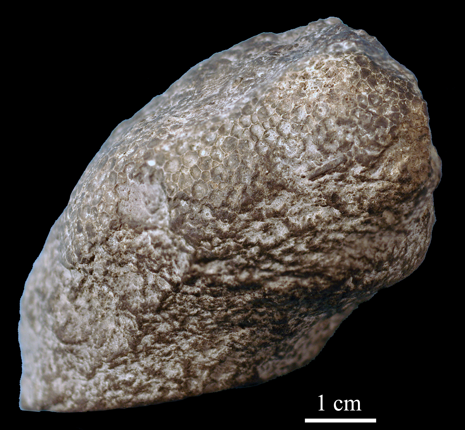 favosites-1 (UL-C 0010)