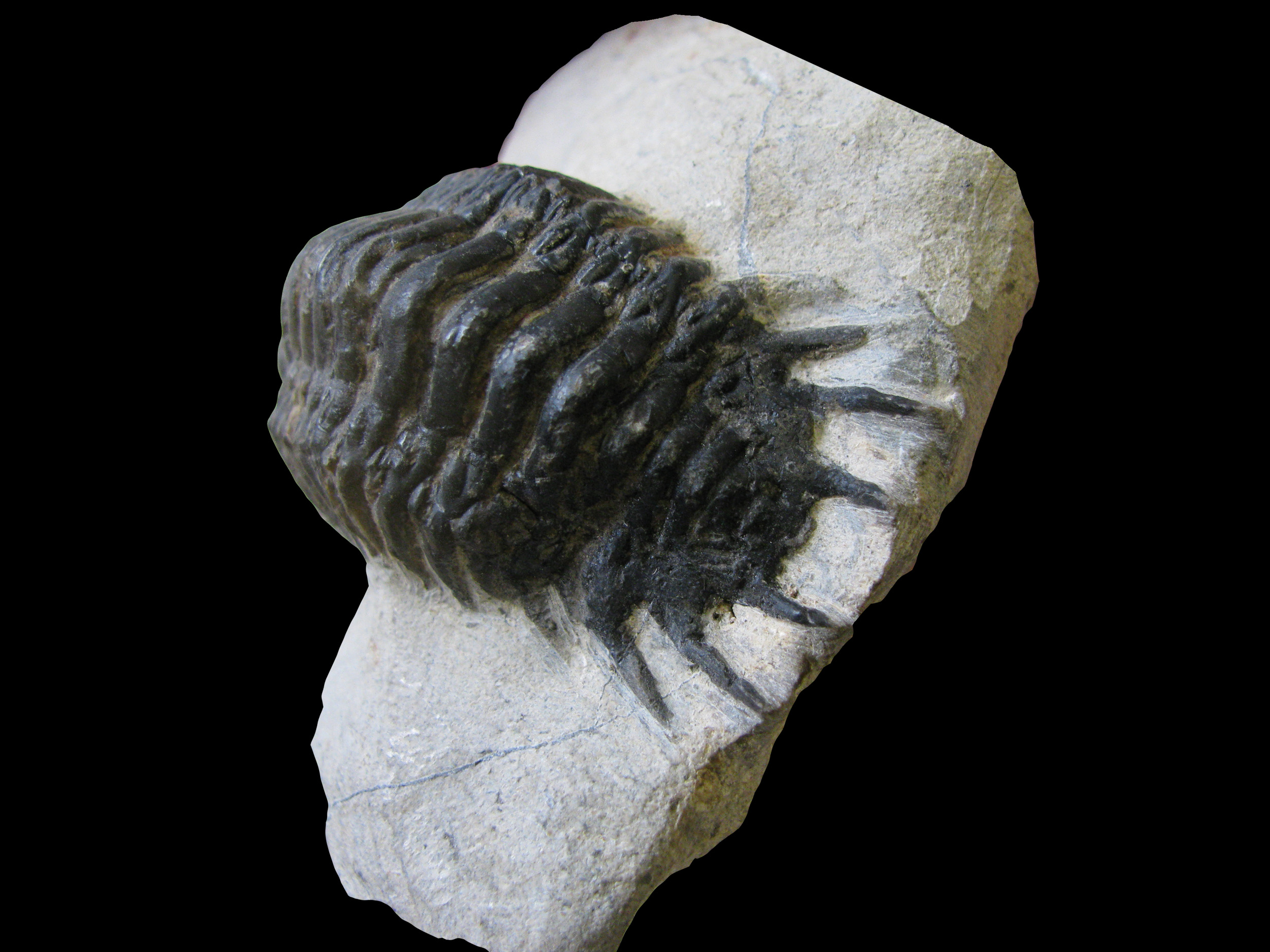 crotalocephalus-2 (UL-A 0001)