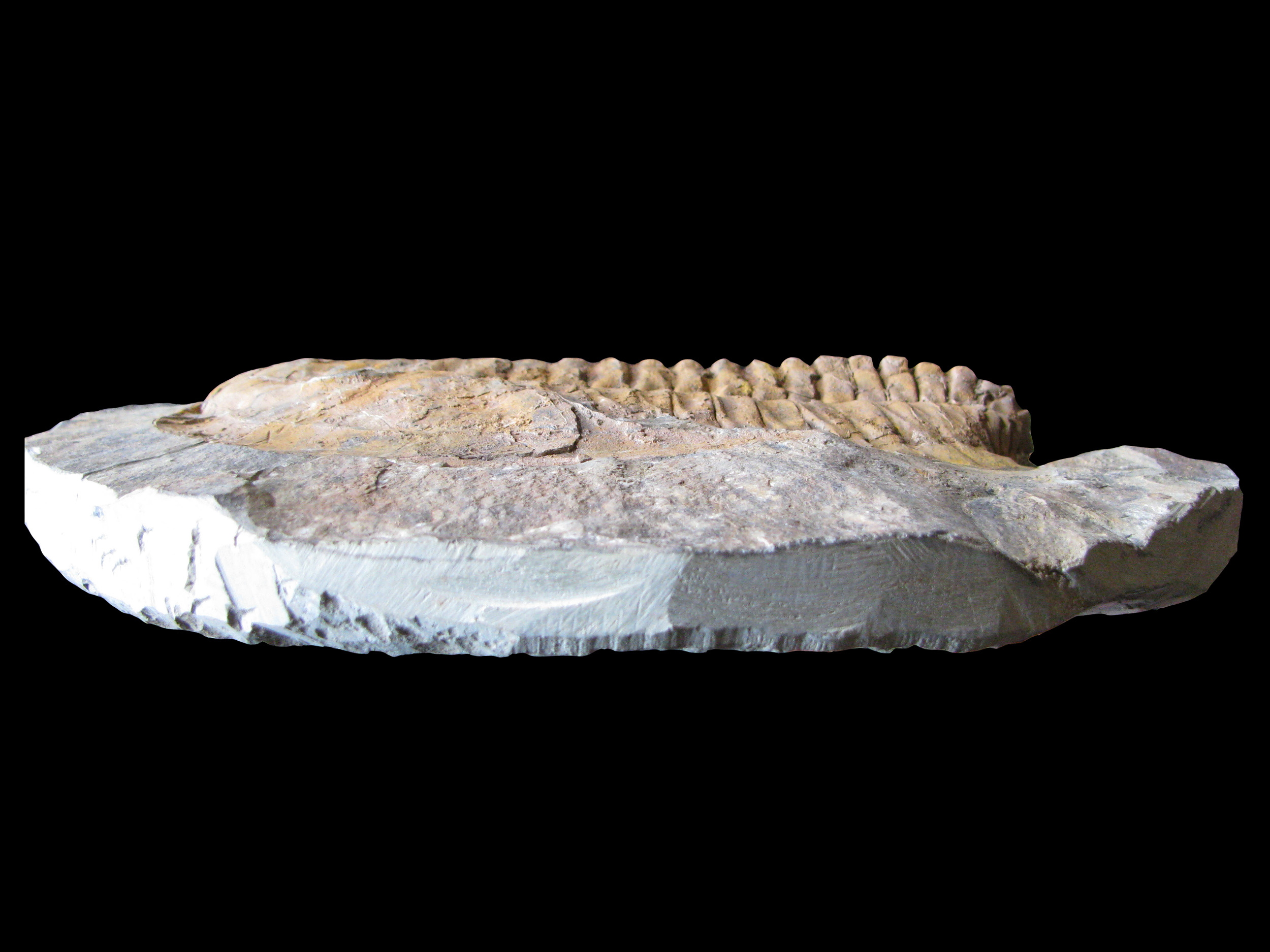 cambropallas2-6 (UL-A 0012)