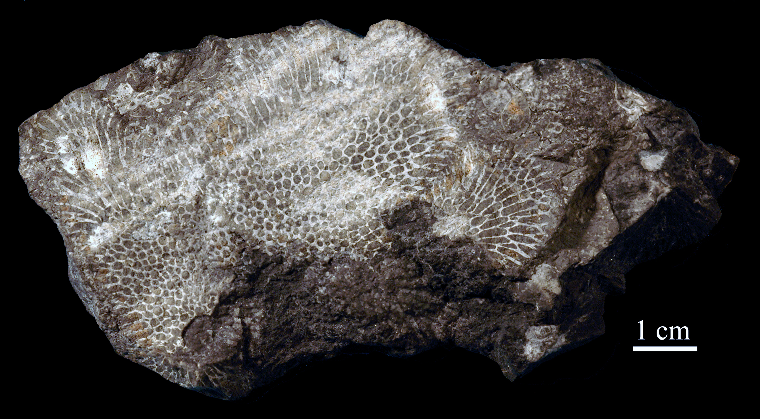 favosites-6 (UL-C 0009)