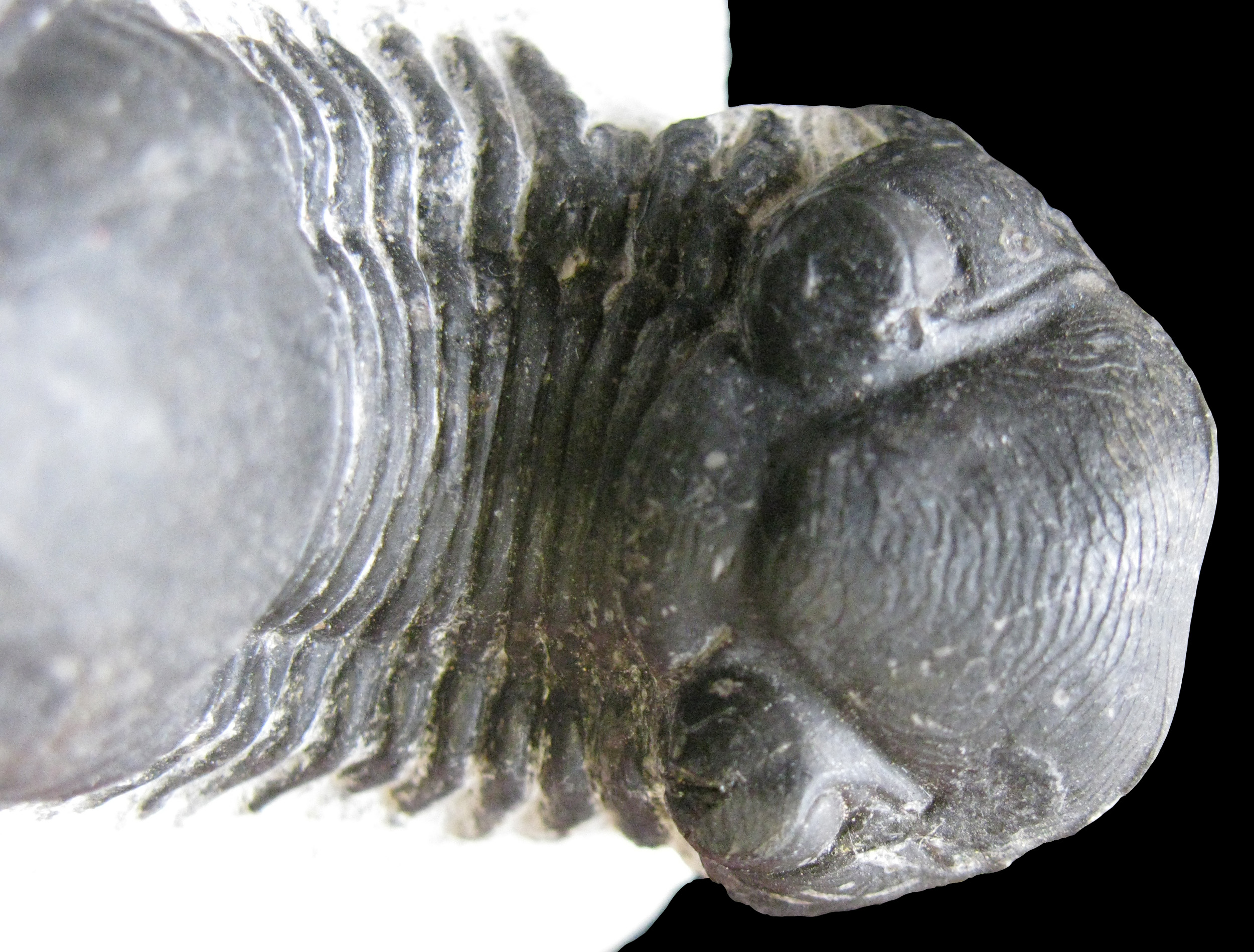 paralejurus1-4 (UL-A 0003)