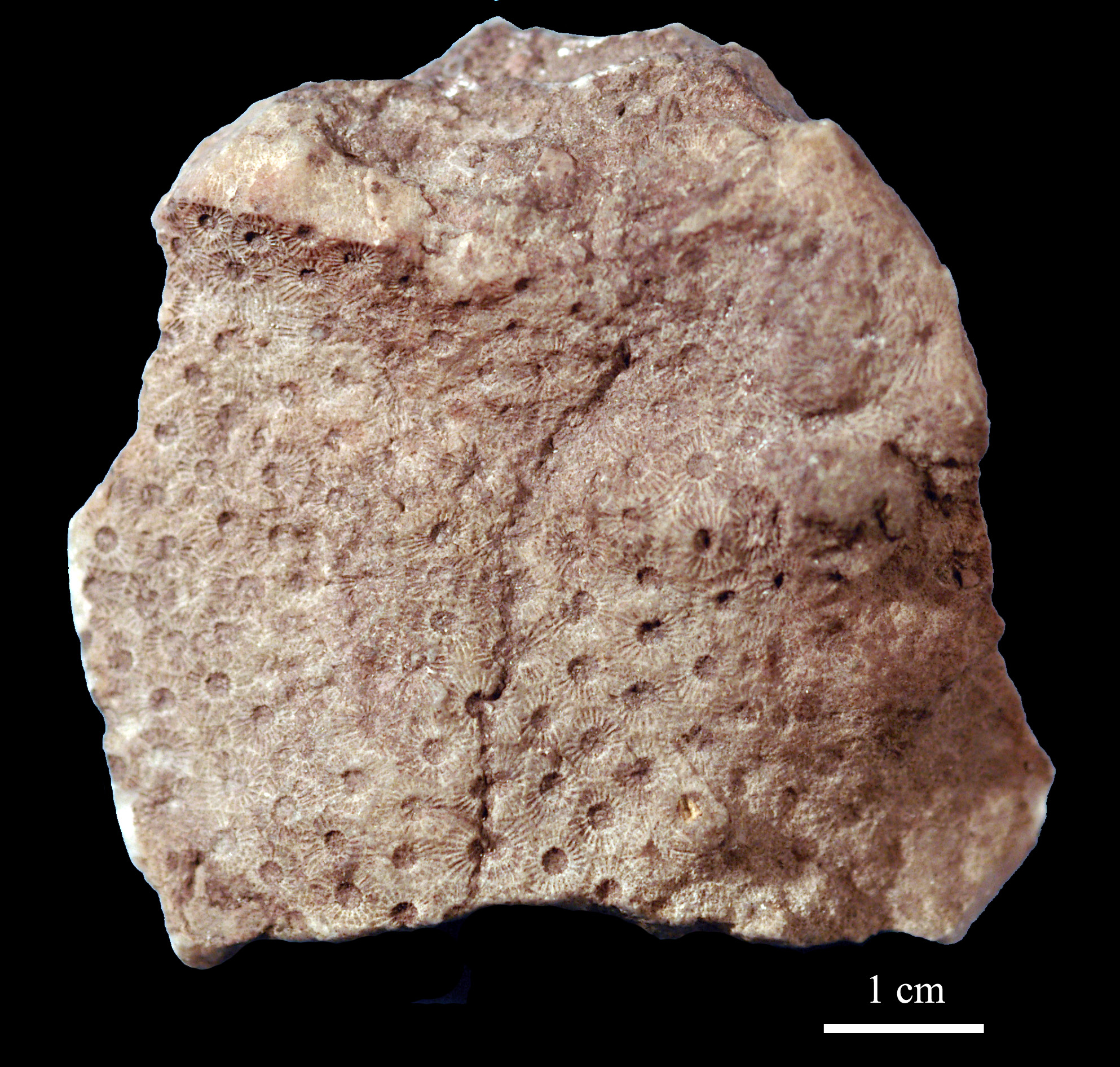 acervularia-3 (UL-C 0014)