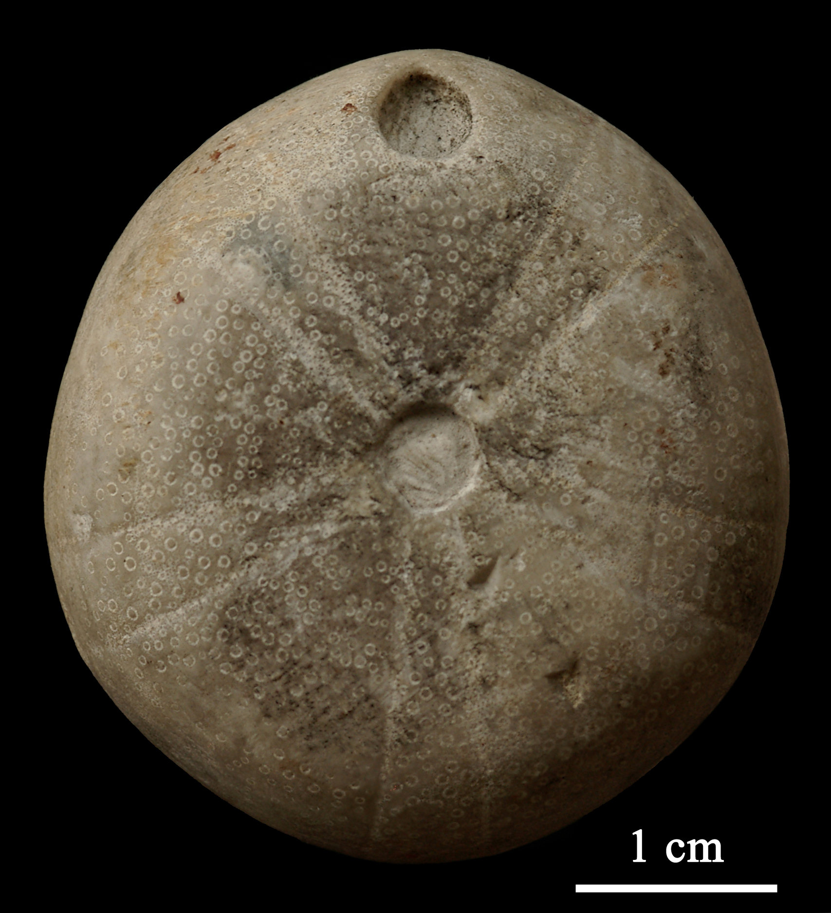 galerites-3 (UL-E 0155)