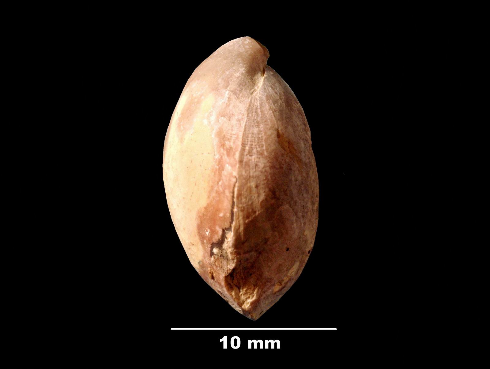 coenothyris_-incertae-3 (UL-B 00004)