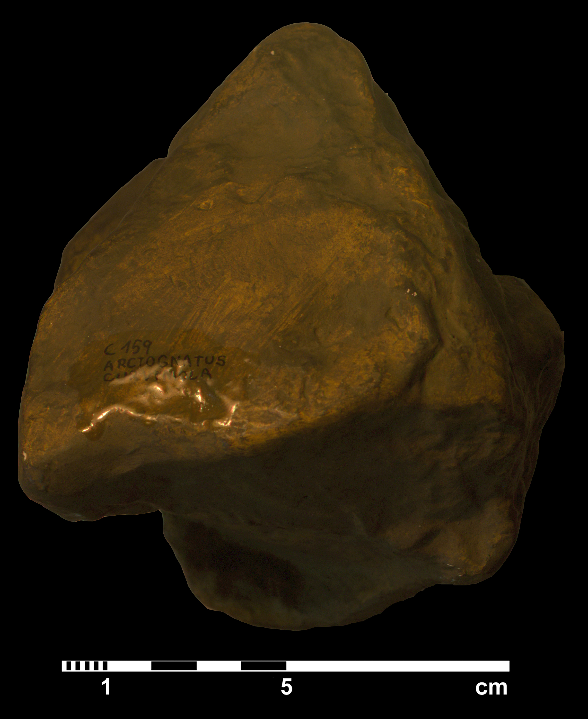 arctognathus_curvimola-3 (C159)