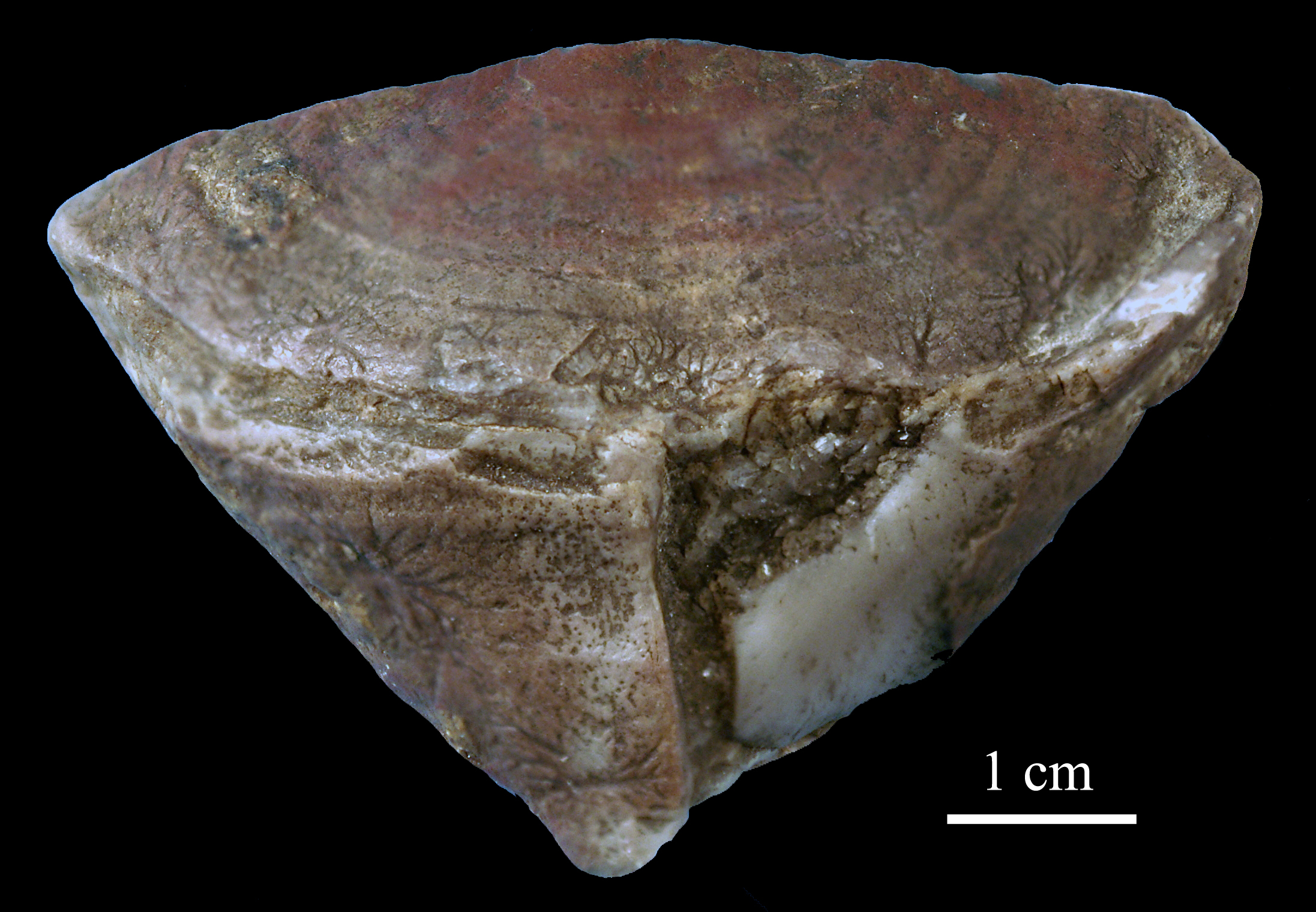 calceola_sandalina-11 (UL-C 0050)