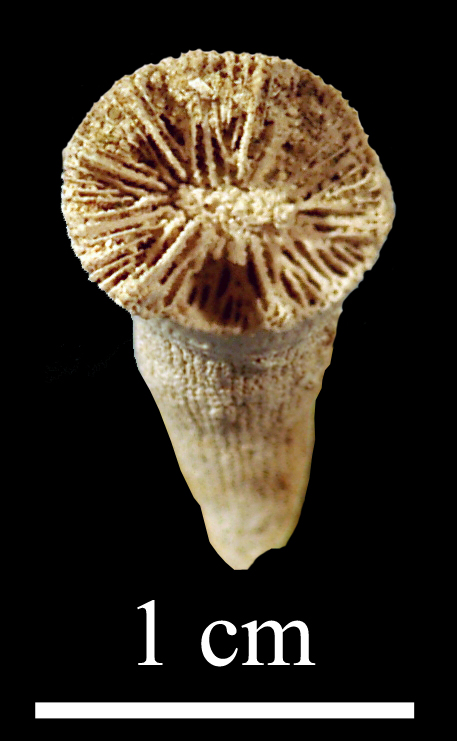 clinophyllum-3 (UL-C 0018)