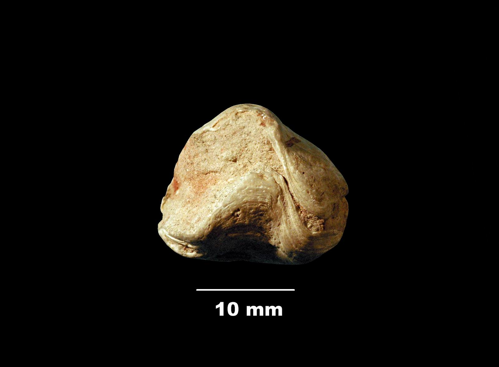 lophrothyris-4 (UL-B 00022)