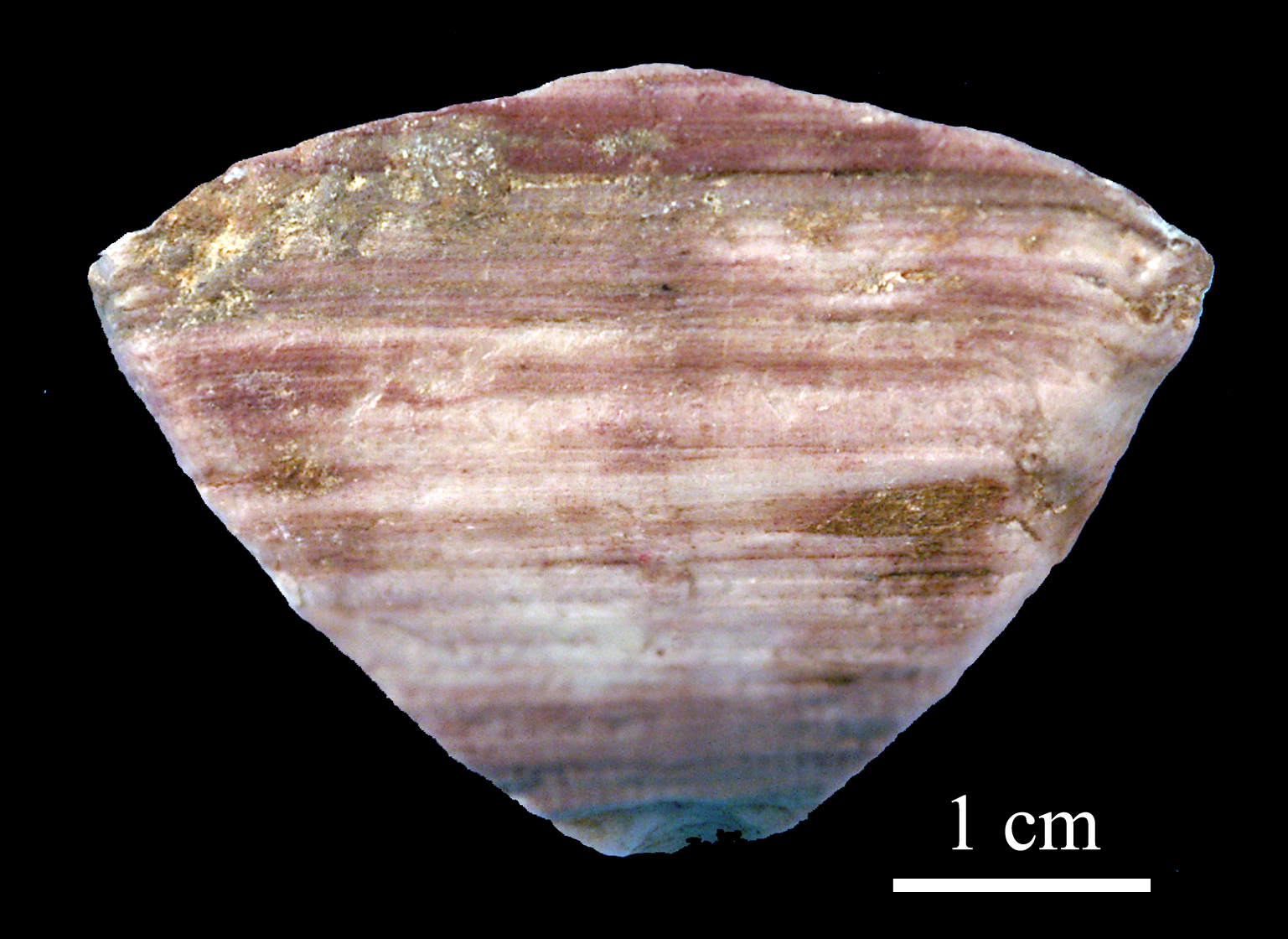 calceola_sandalina-13 (UL-C 0051)