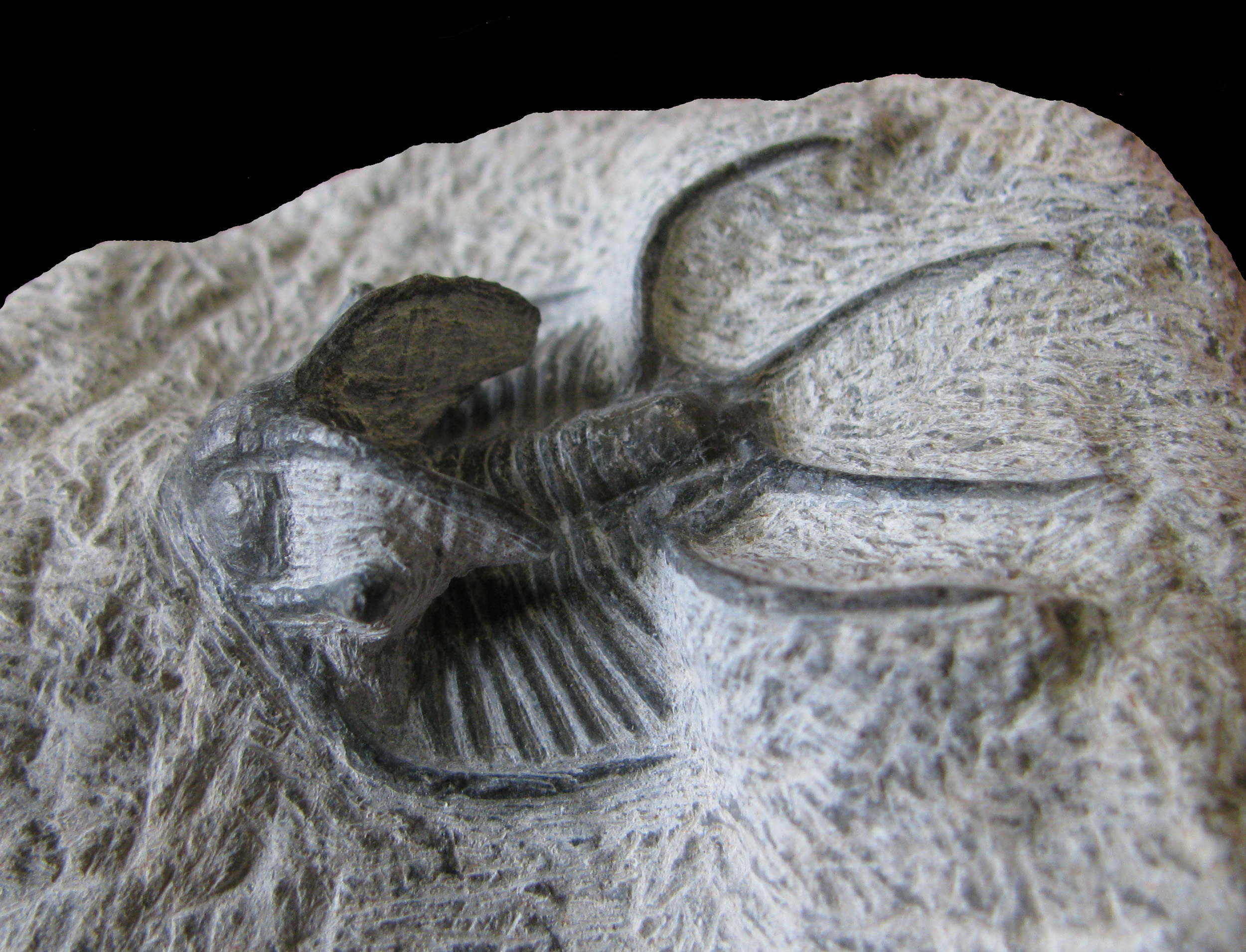 ceratarges-3 (UL-A 0009)