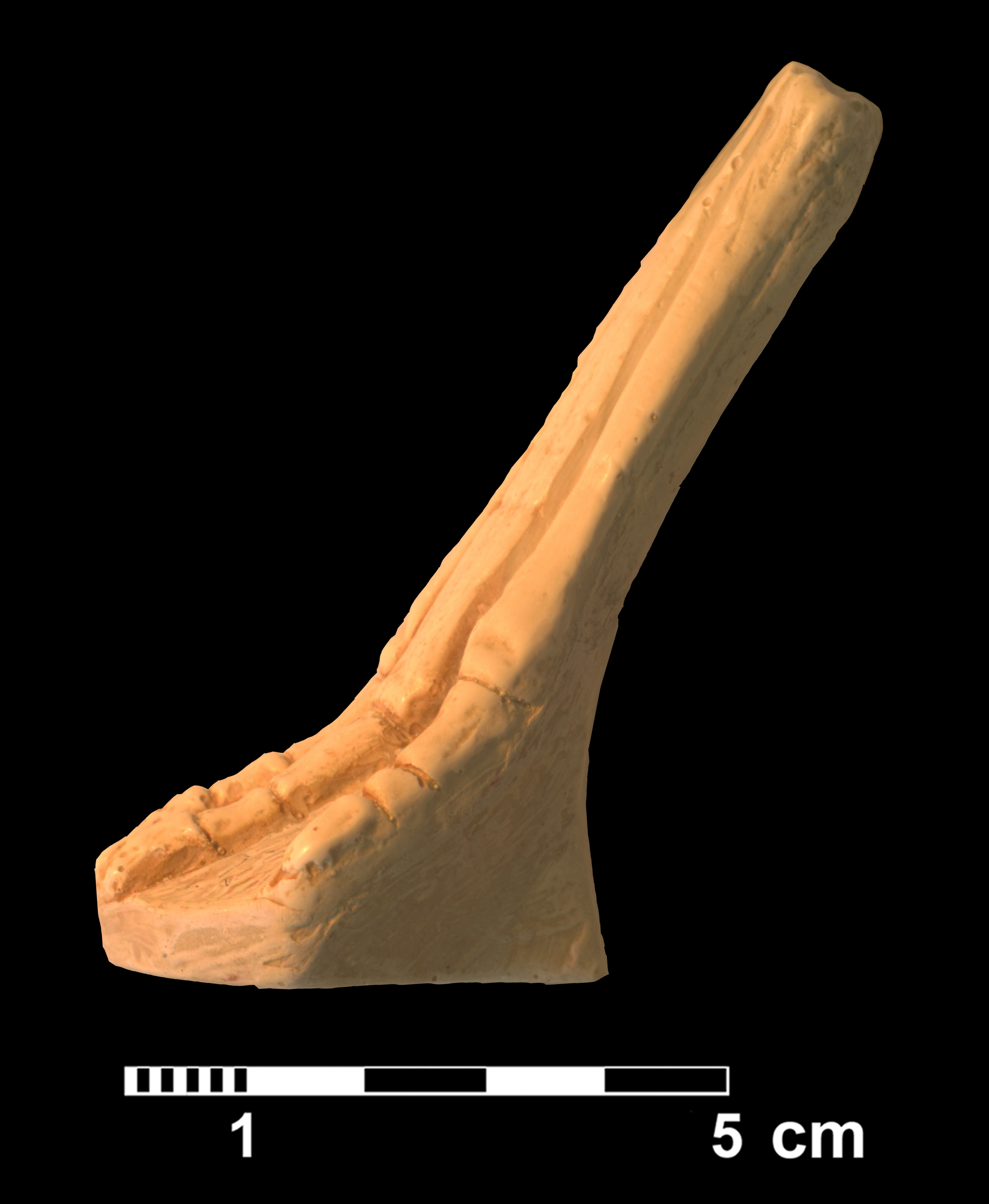 hyracotherium_sp2-2 (CH8)