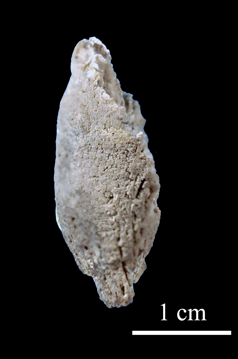 caninia-4 (UL-C 0020)