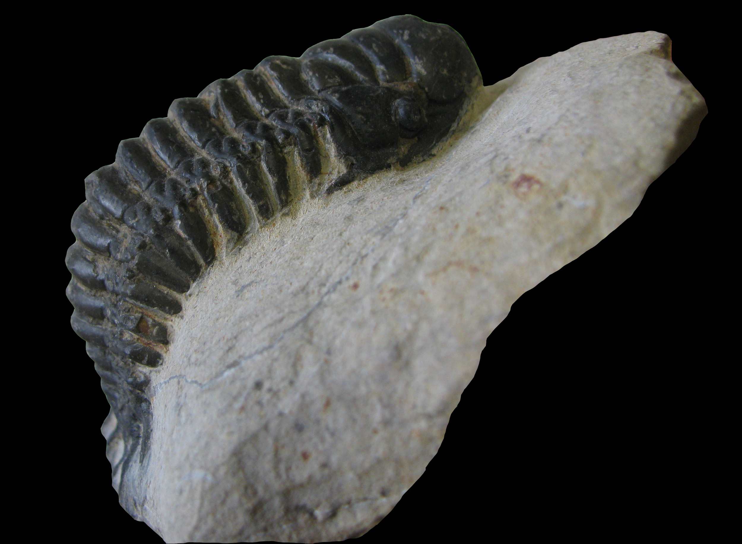 crotalocephalus-7 (UL-A 0001)