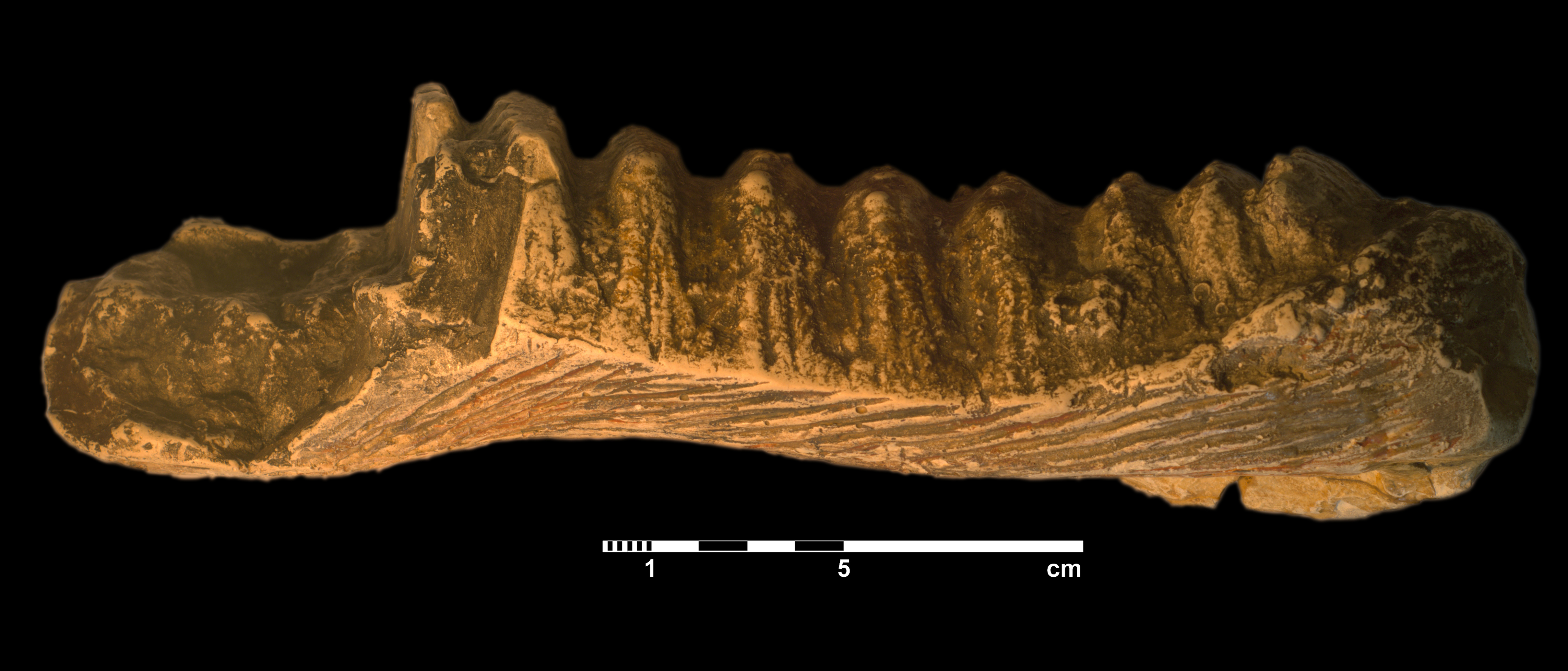 stegodon_sp-2 (VTP 23)