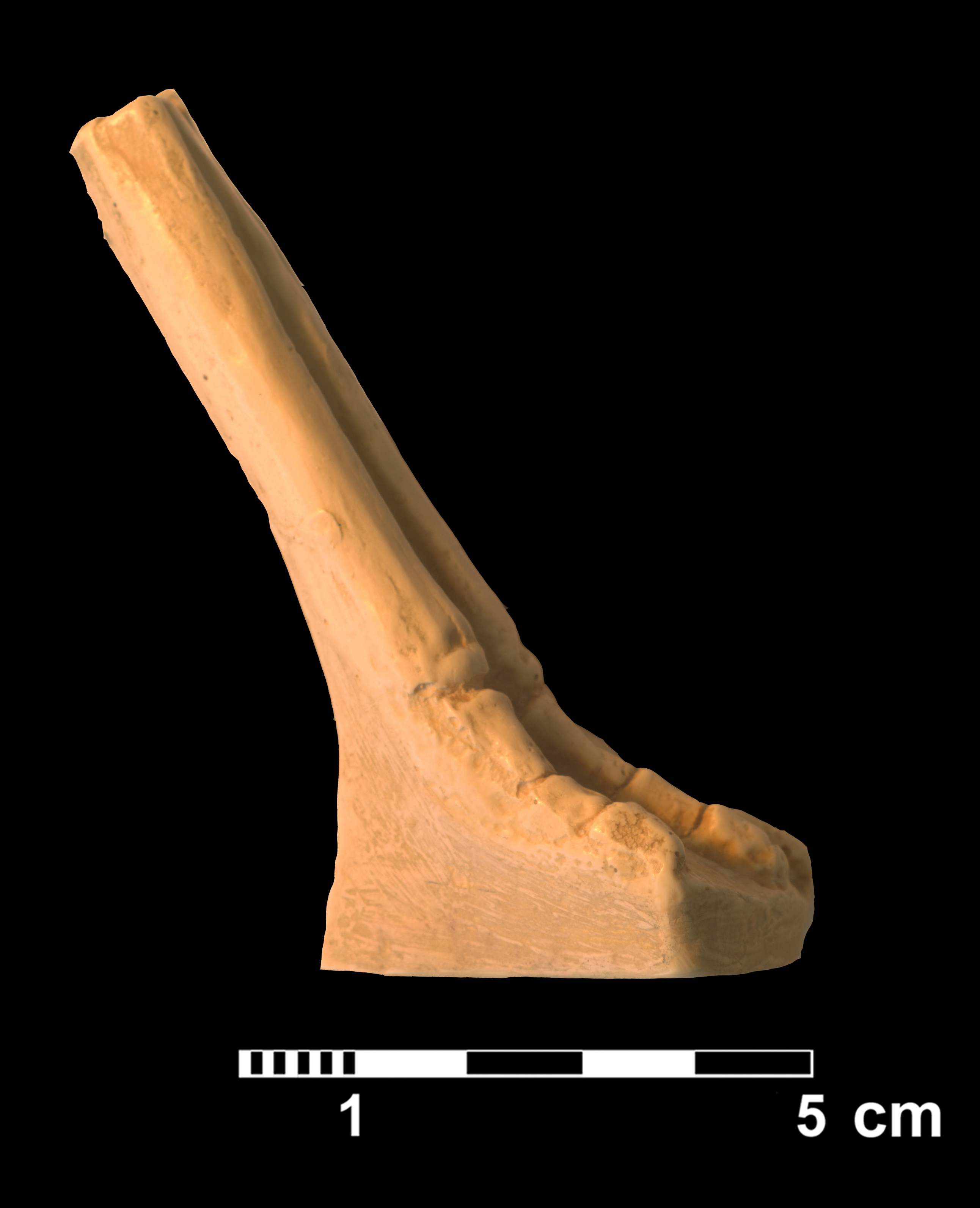 hyracotherium_sp2-3 (CH8)