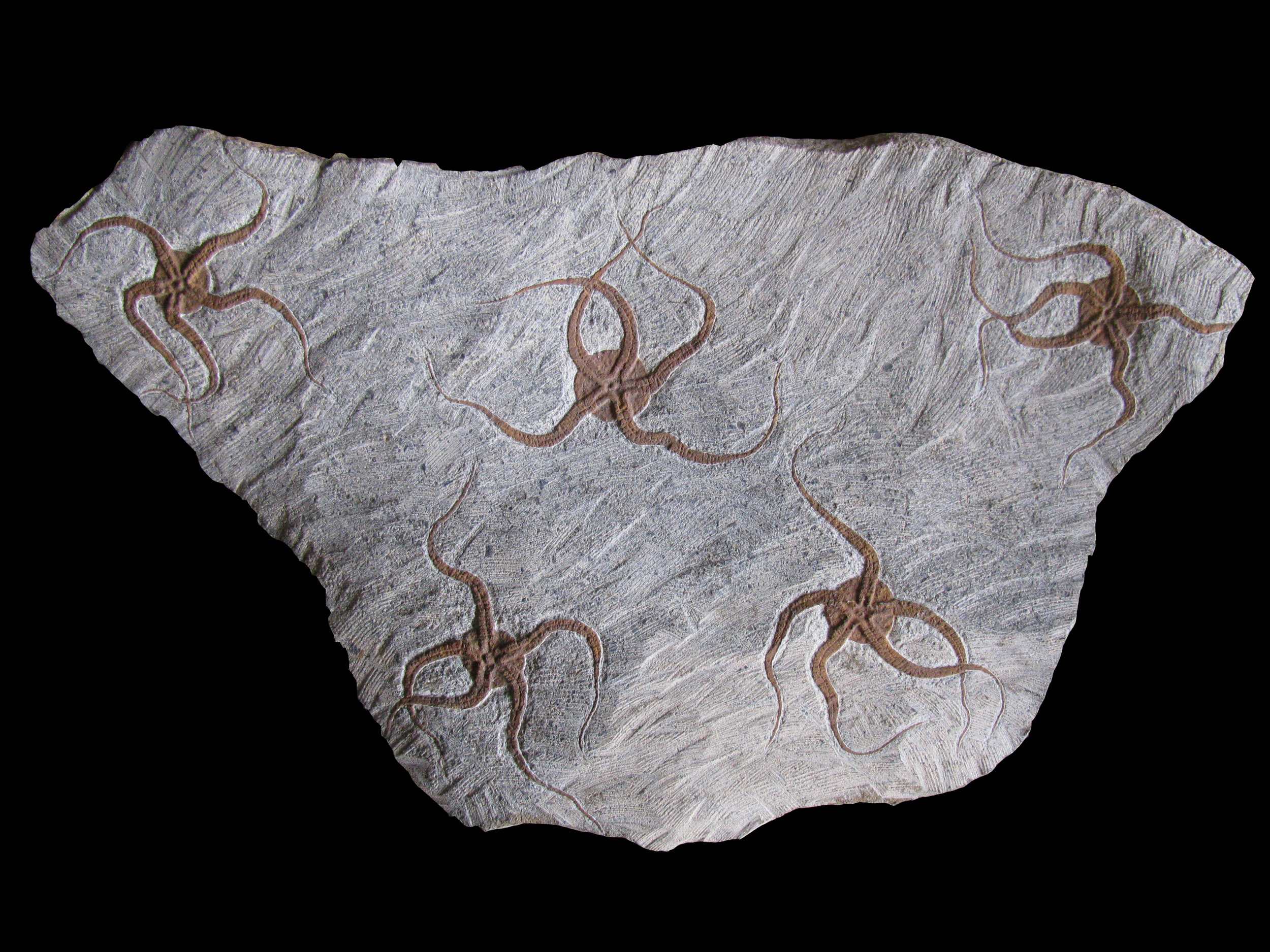 ophiure-1 (UL-E0248)