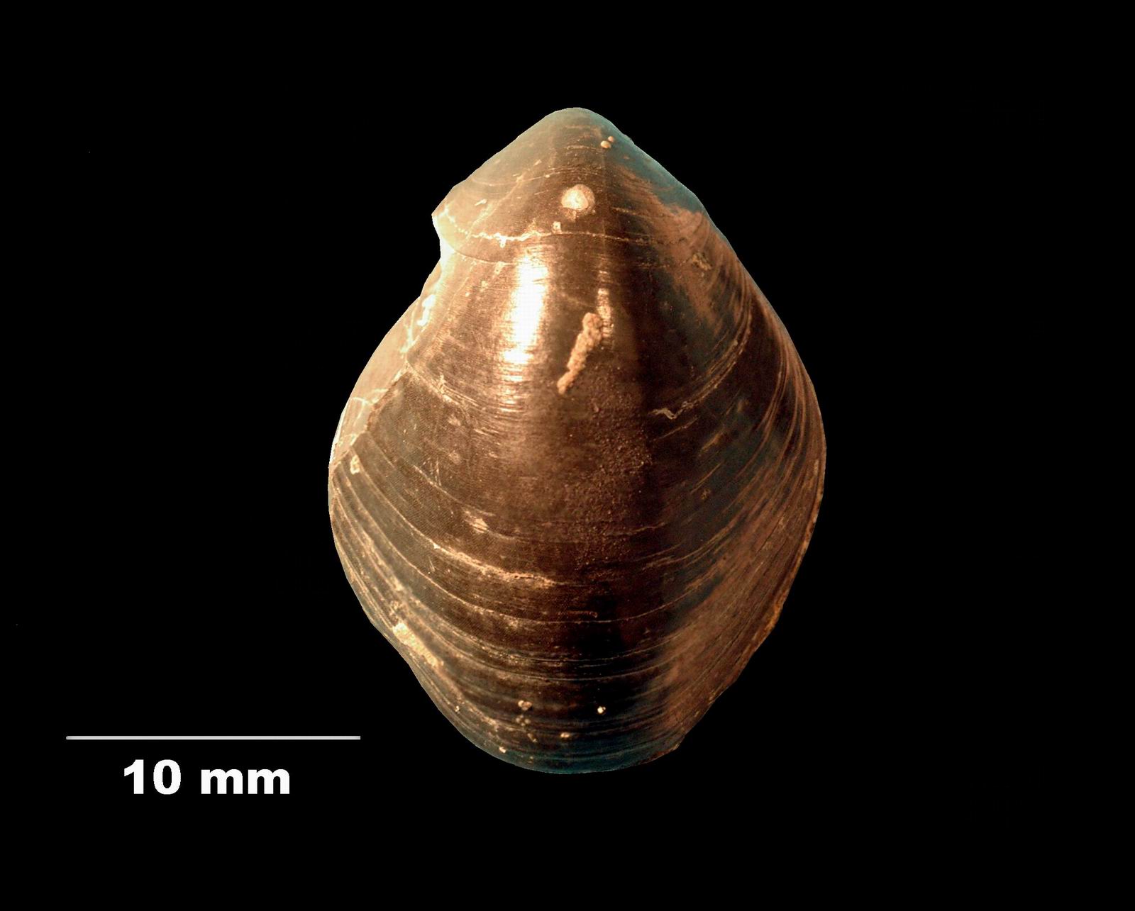 aulacothyris_impressa-2 (UL-B 00037)