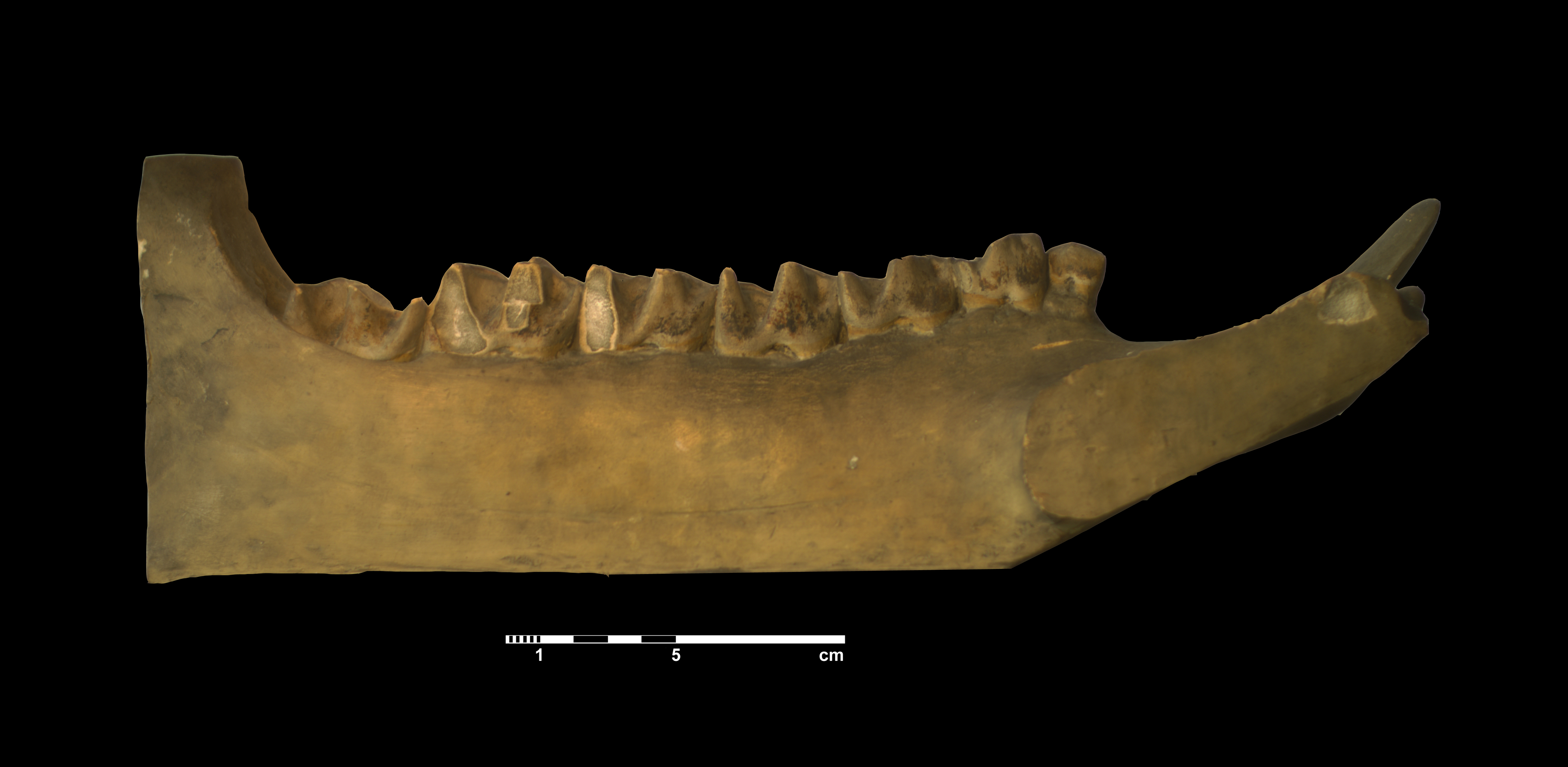 acerathrium_incisivum-5