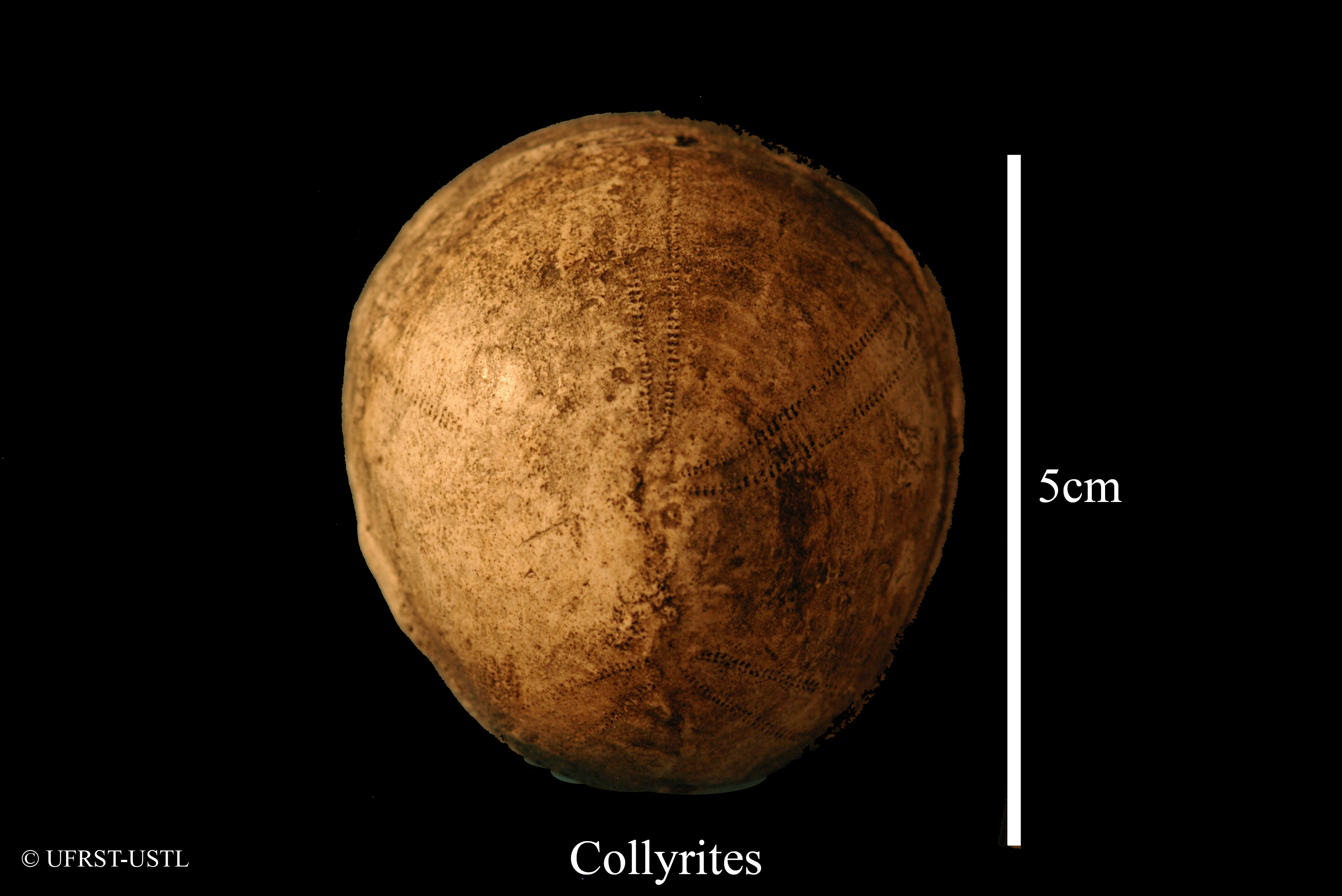collyrites_bicordatus-1 (UL-E 0135)