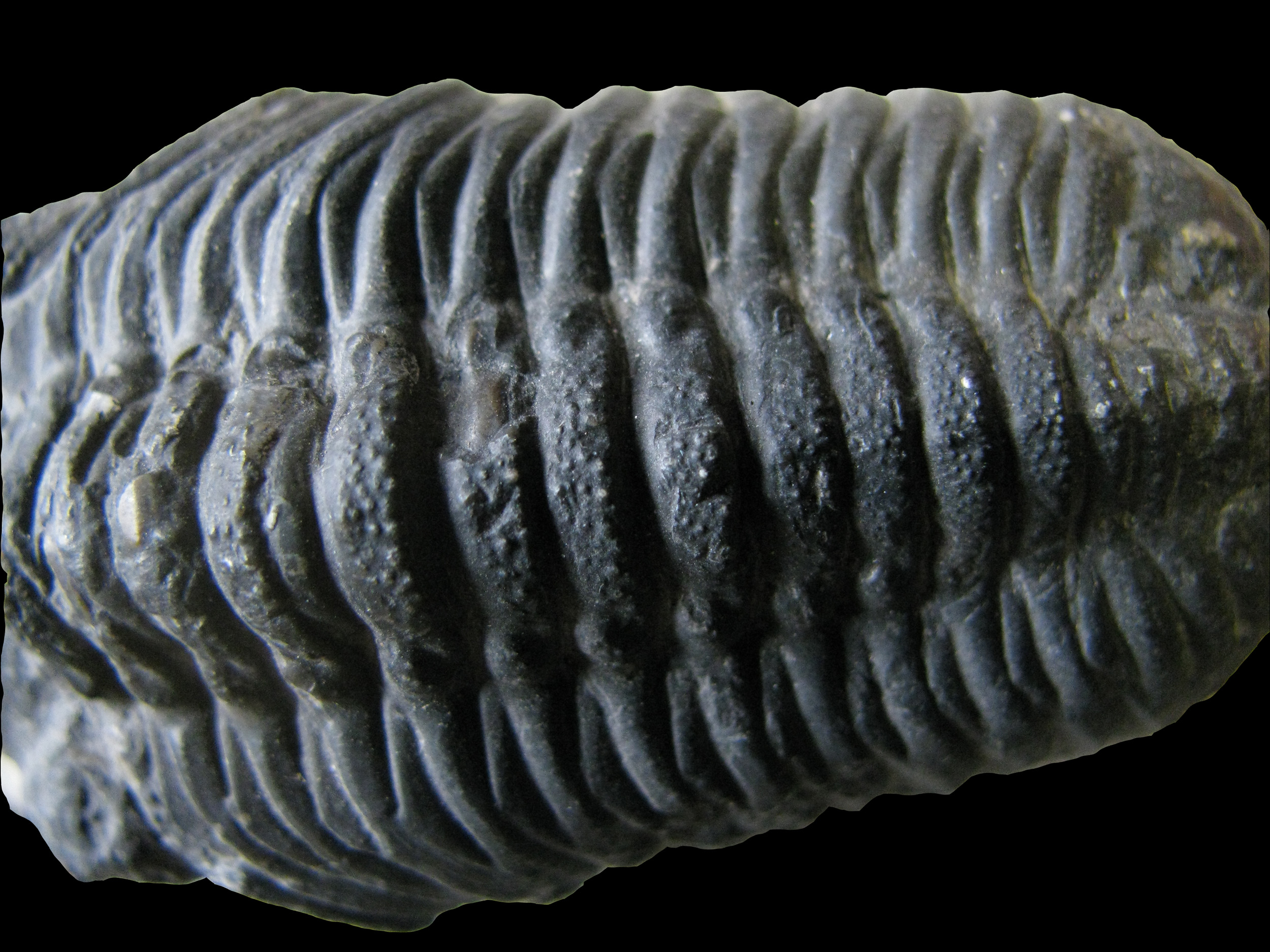 phacops-5 (UL-A 0002)