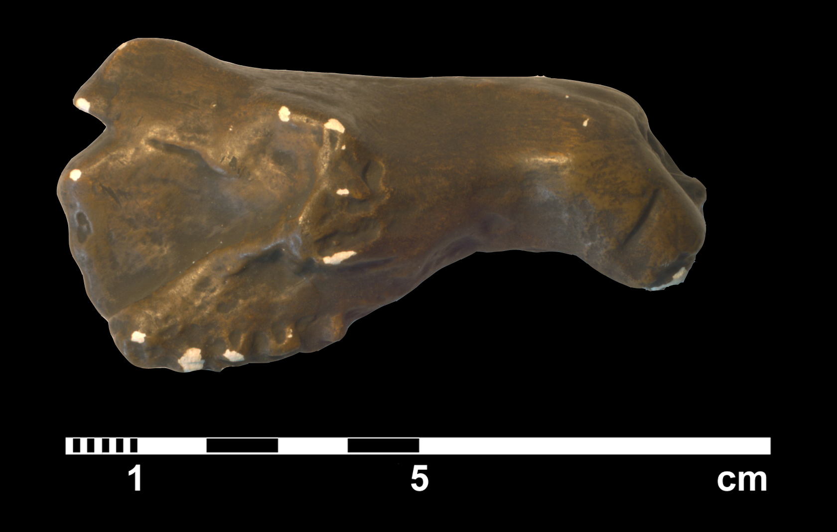 tritylodon_longaevus-3 (C200)