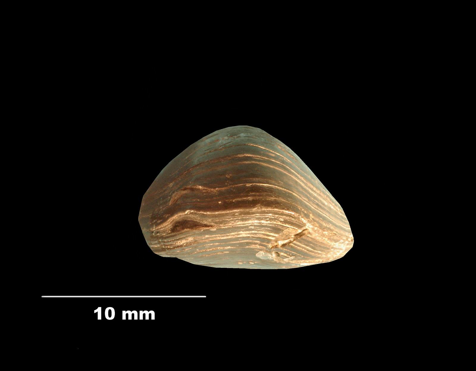 aulacothyris_impressa-4 (UL-B 00037)