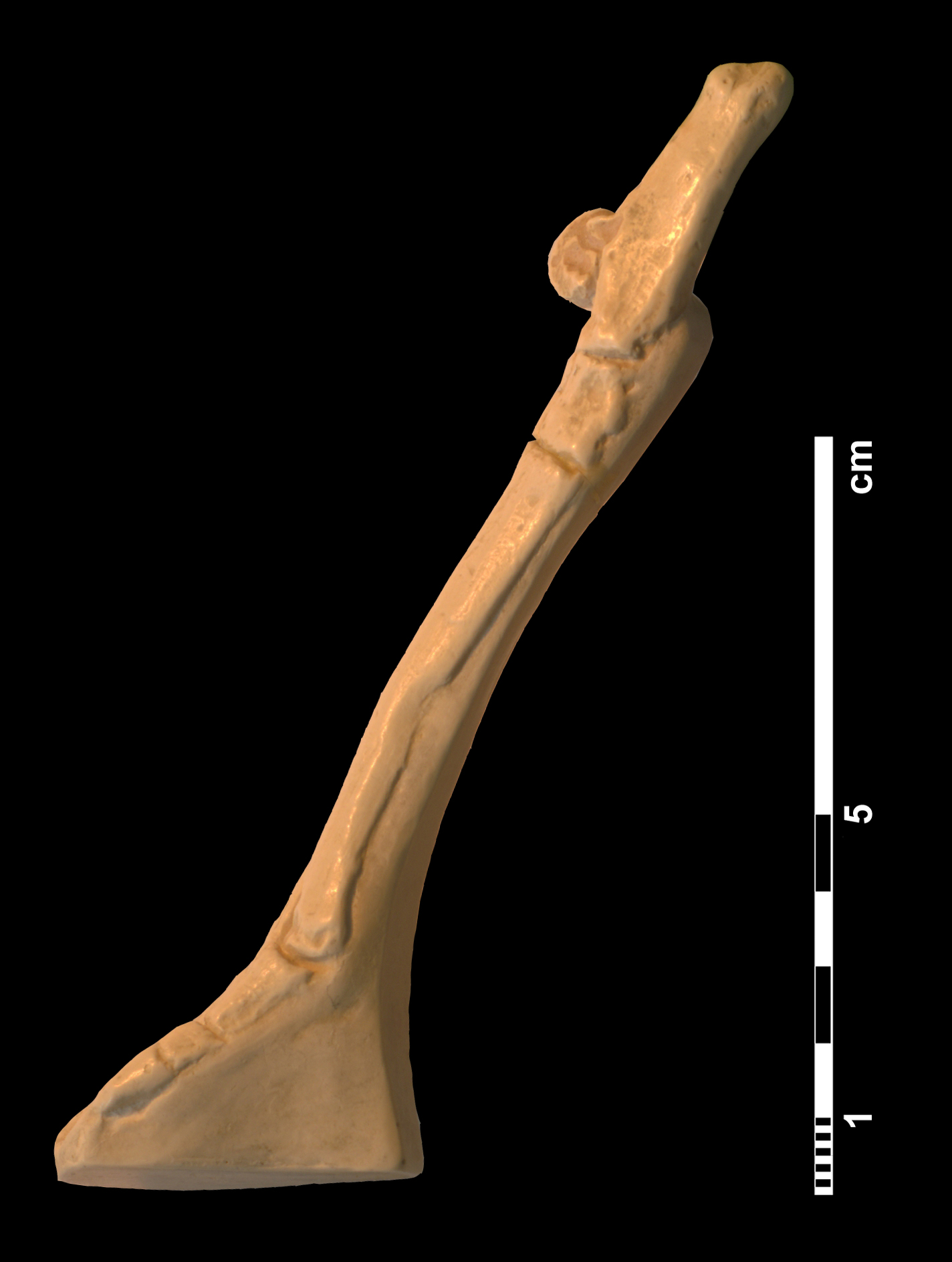hyracotherium_sp2-5 (CH8)