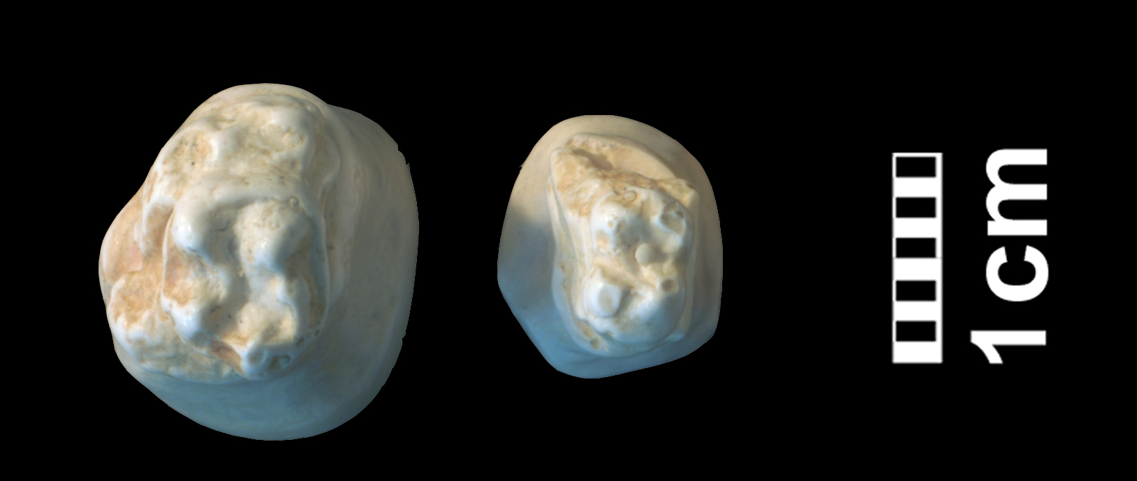 hyracotherium_sp3-3 (CH1bis)
