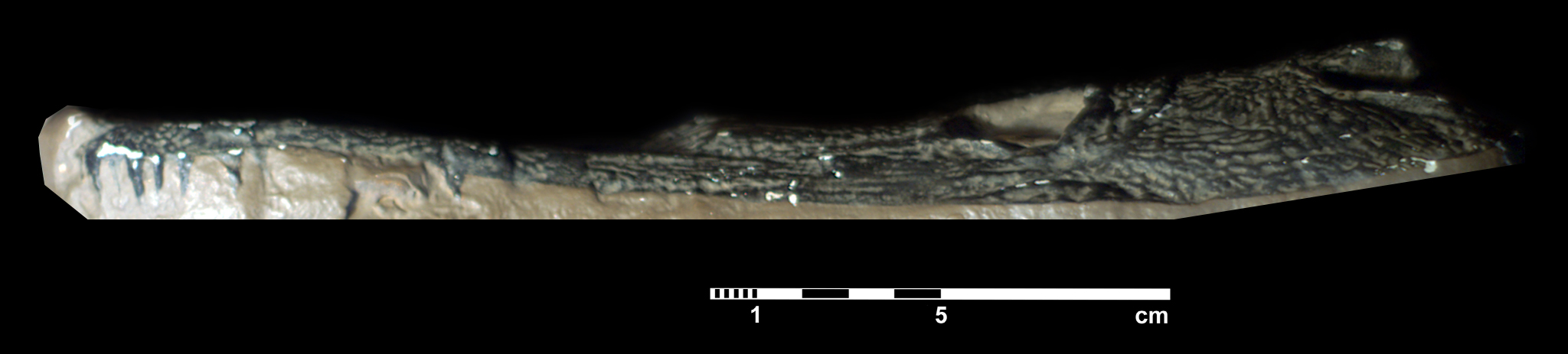 archegosaurus_decheni-12 (C133)