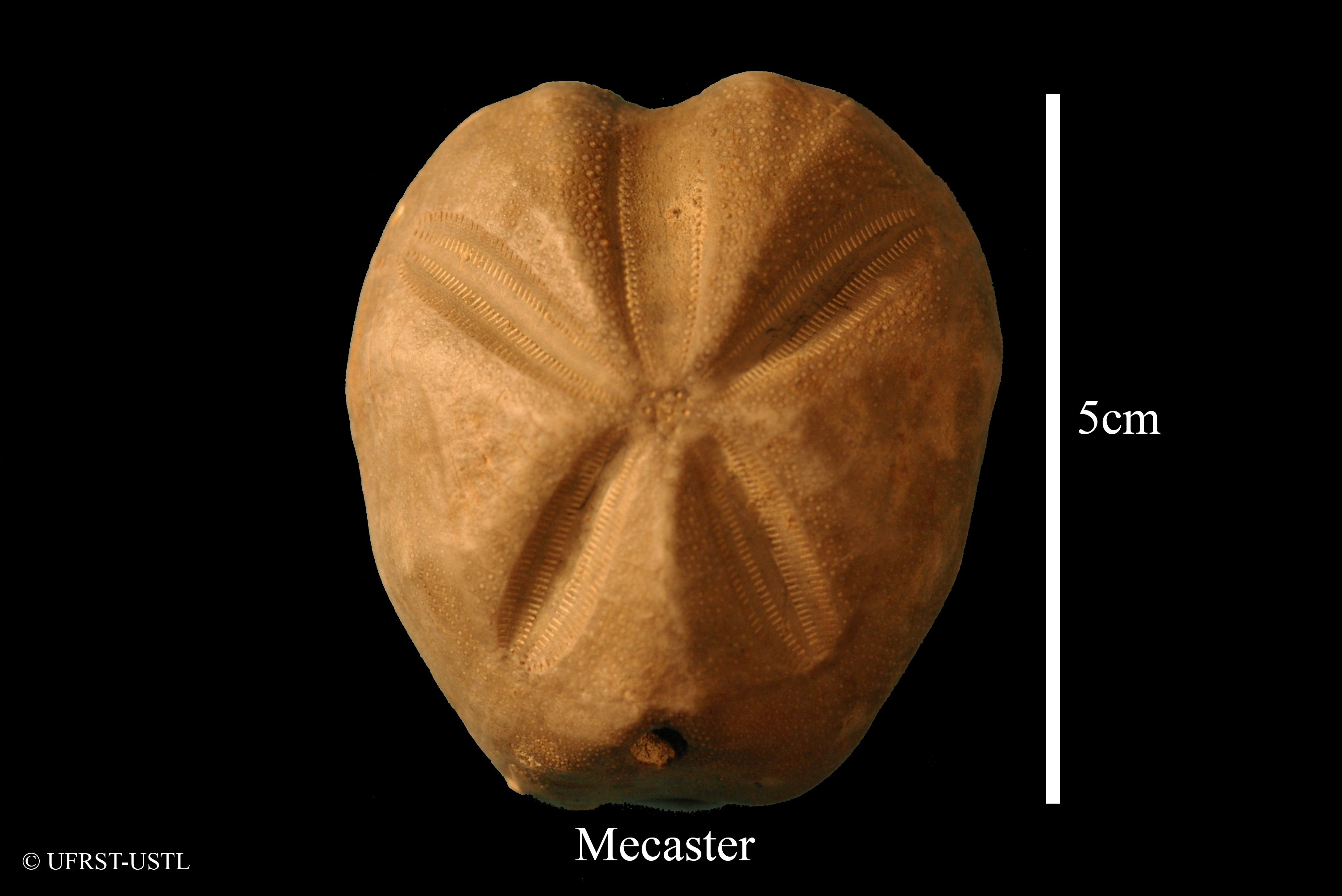 mecaster-1 (UL-E 0039)