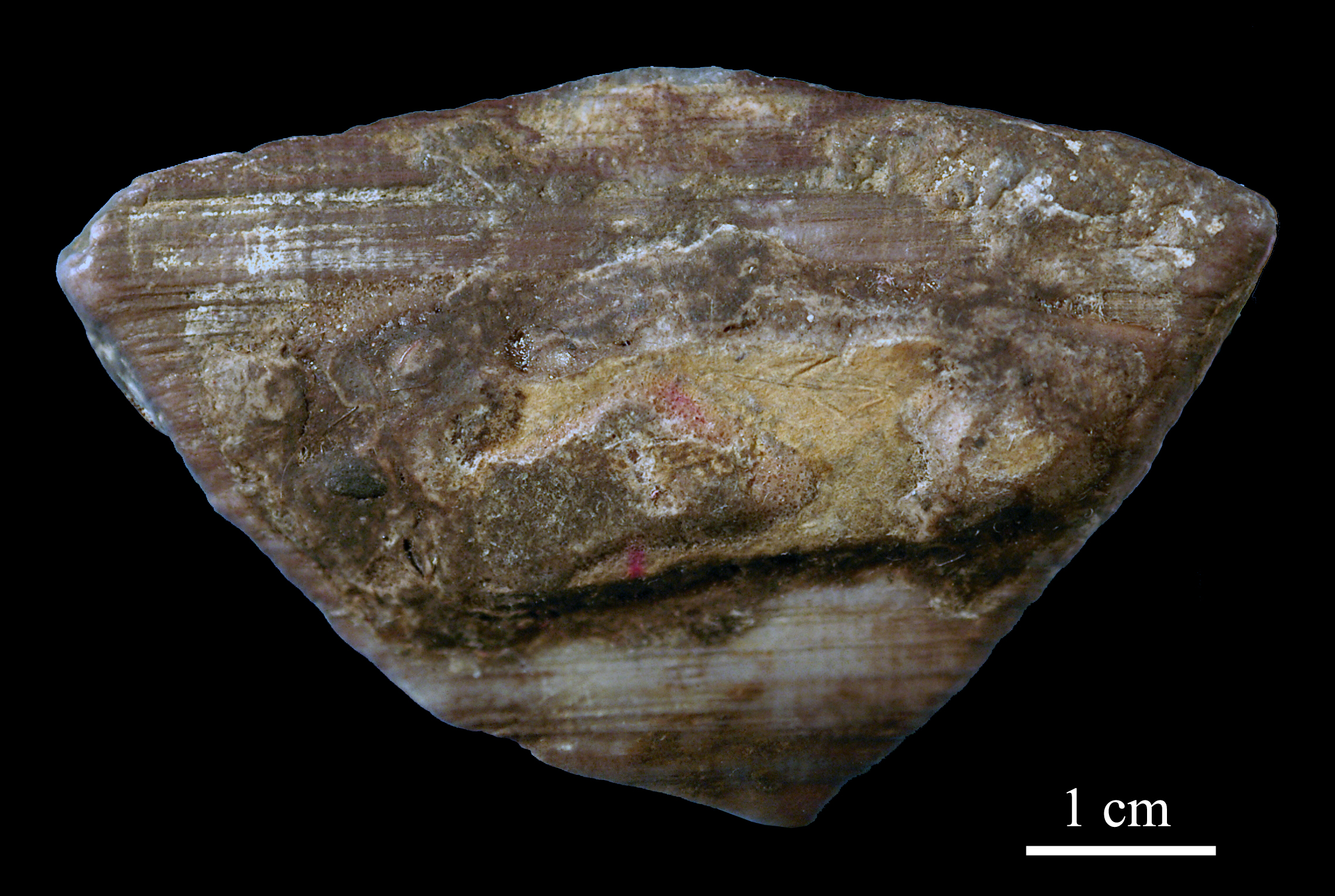 calceola_sandalina-12 (UL-C 0050)