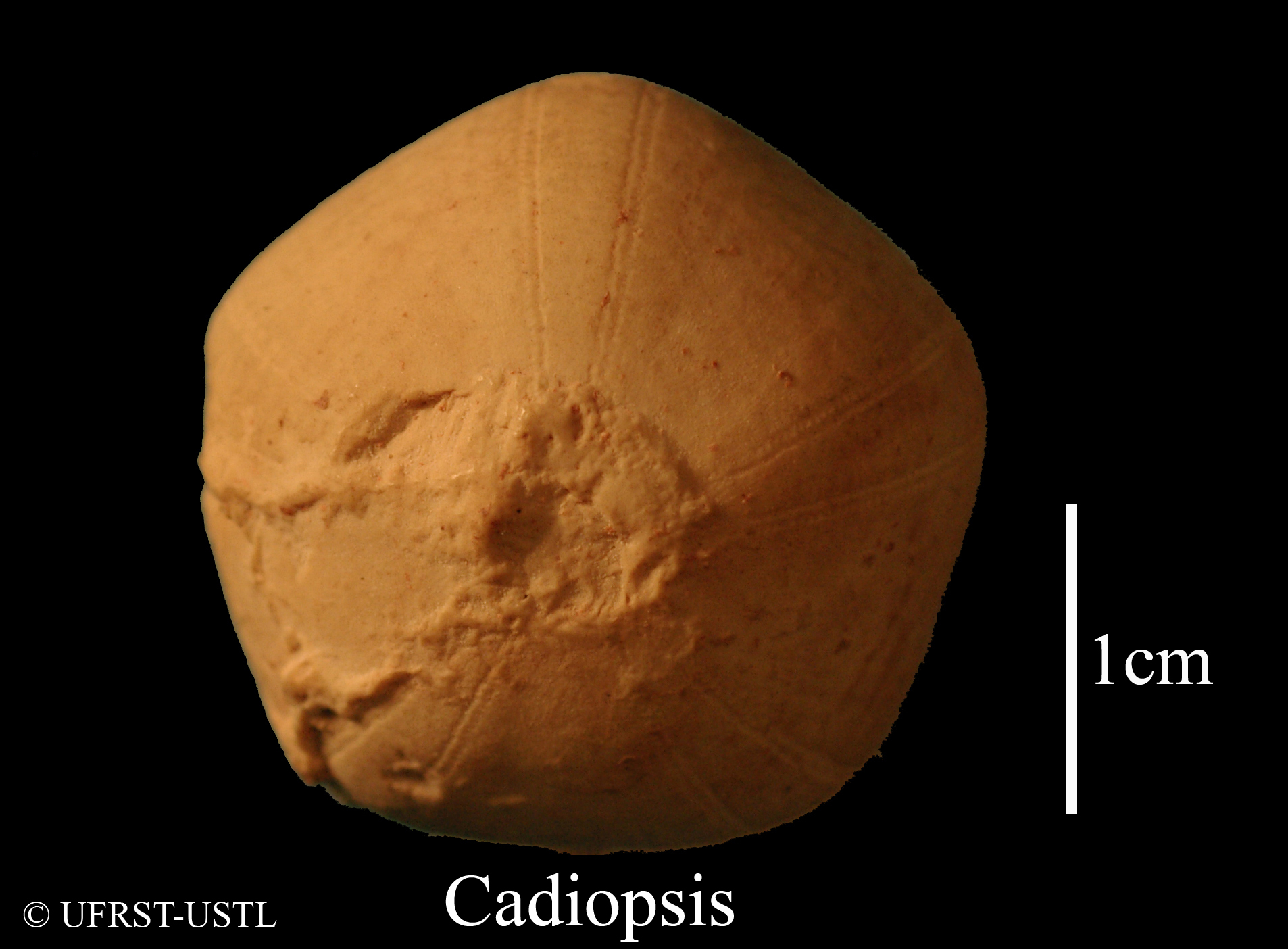 codiopsis_doma-1 (UL-E 0194)