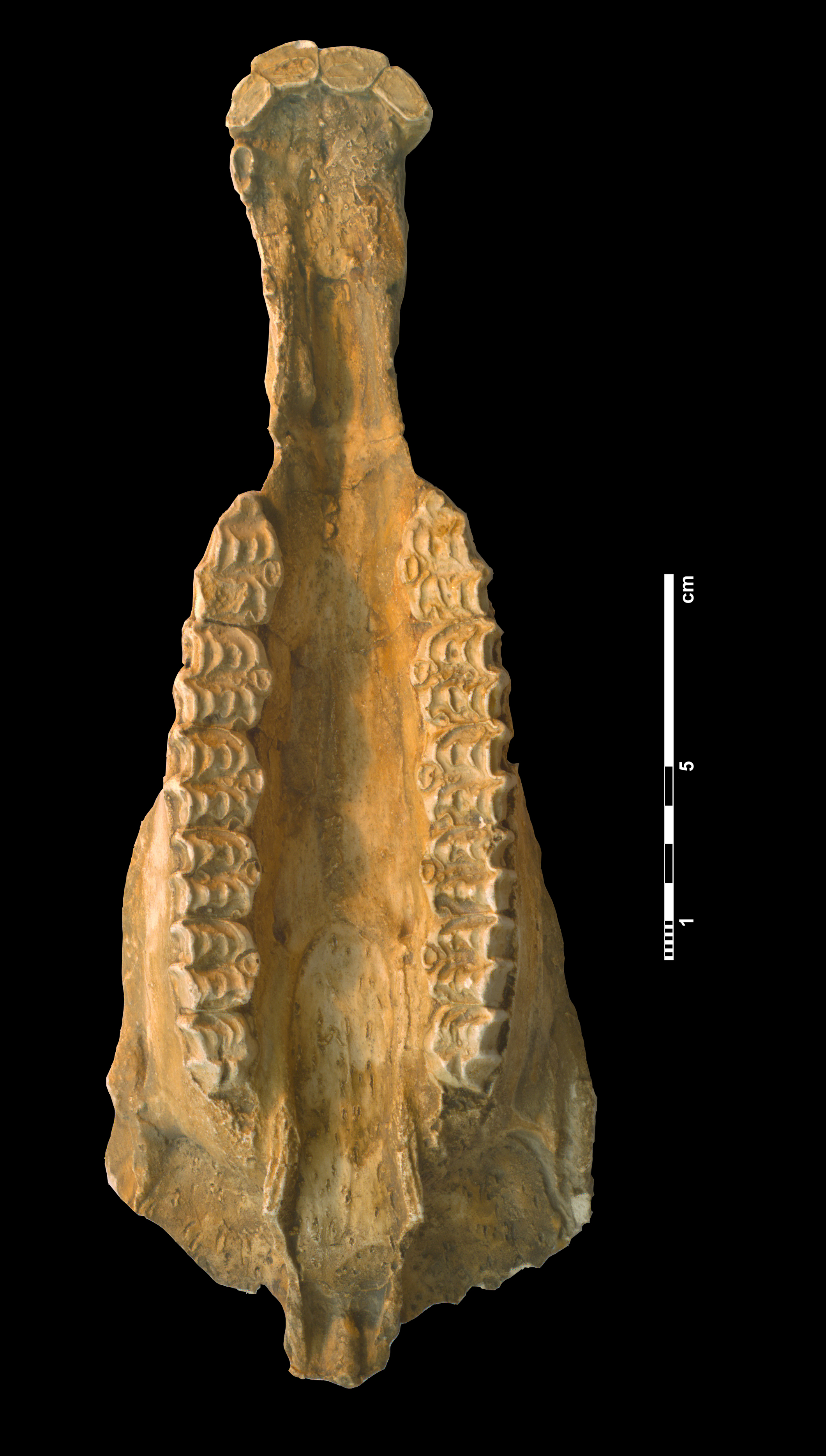 hipparion_dietrichi-1 (510-MMTT3)