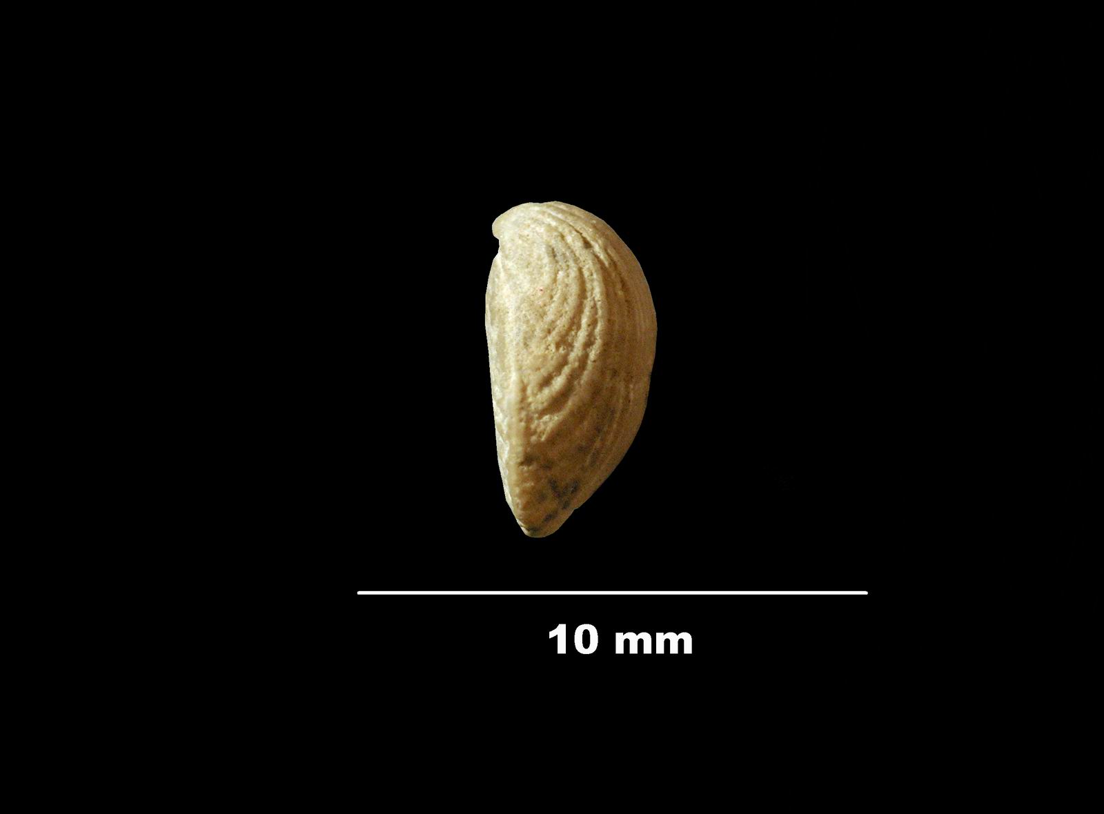 terebratulina_gracilis-3 (UL-B 00031)