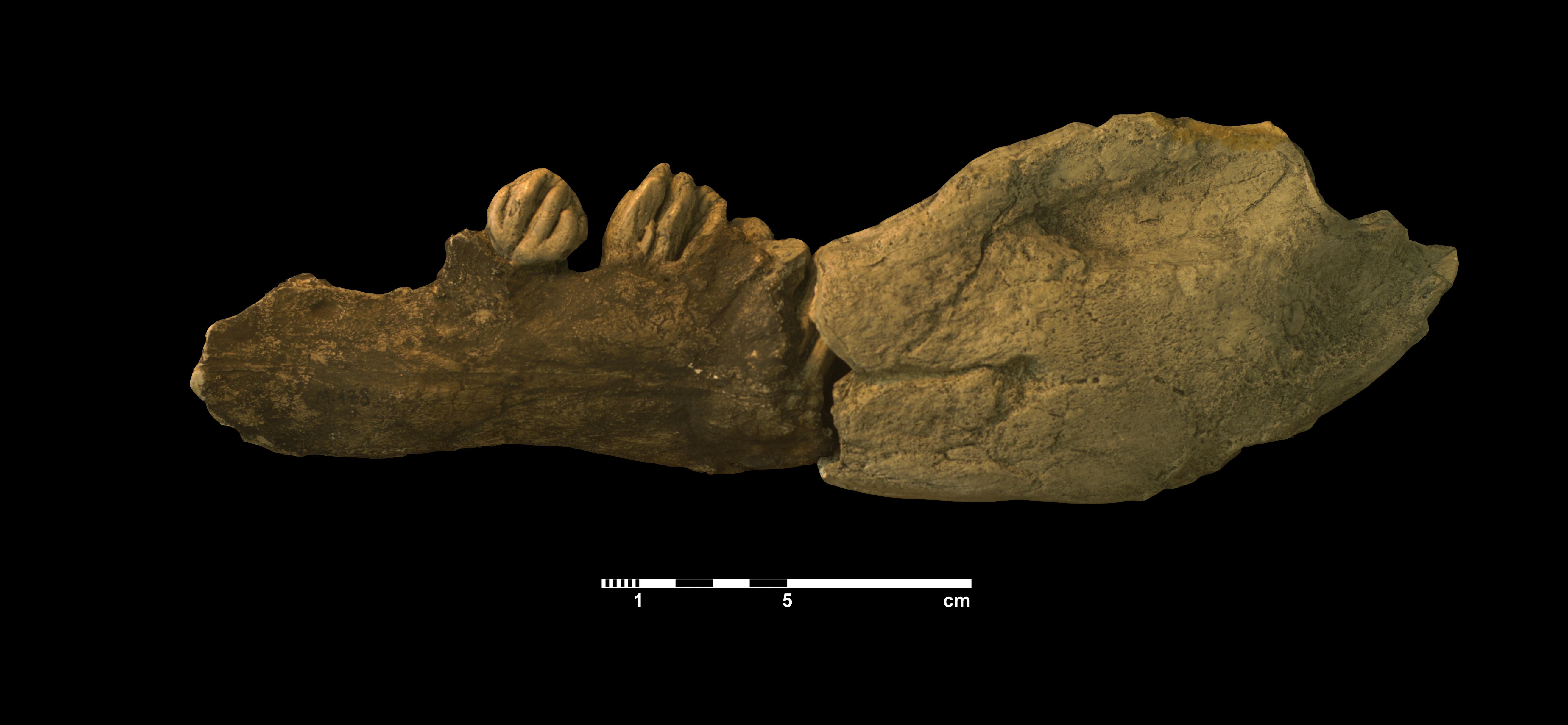 elephas_antiquus2-1 (M178)