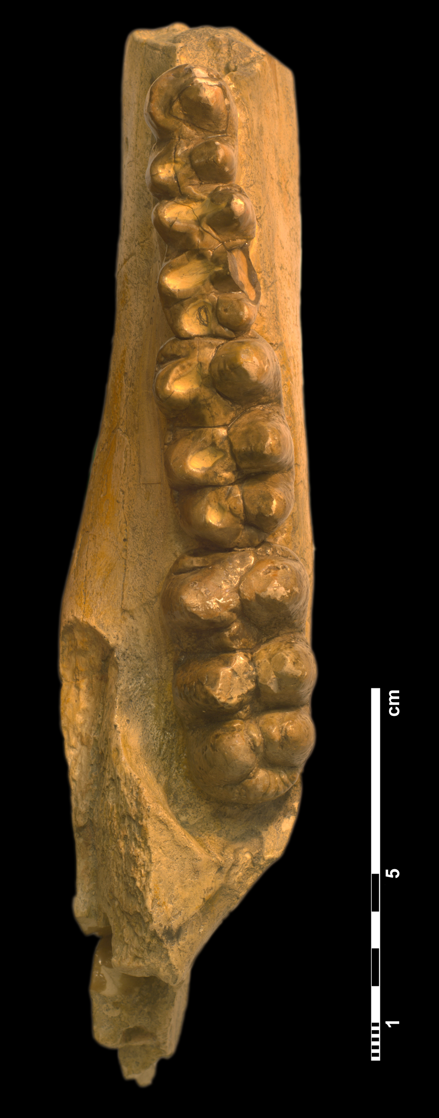 phiomia_wintoni_-3 (M426)
