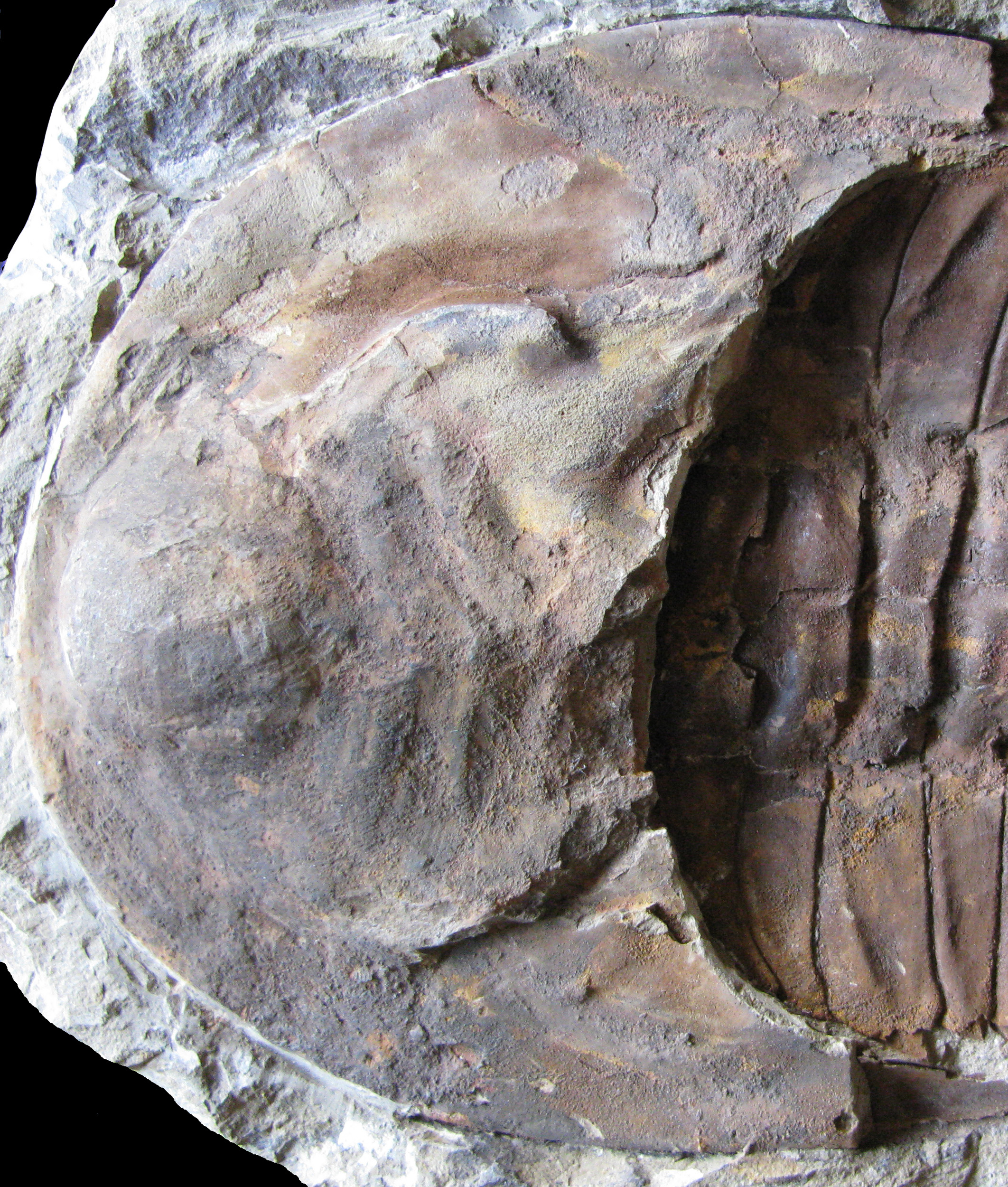 cambropallas1-4 (UL-A 0011)