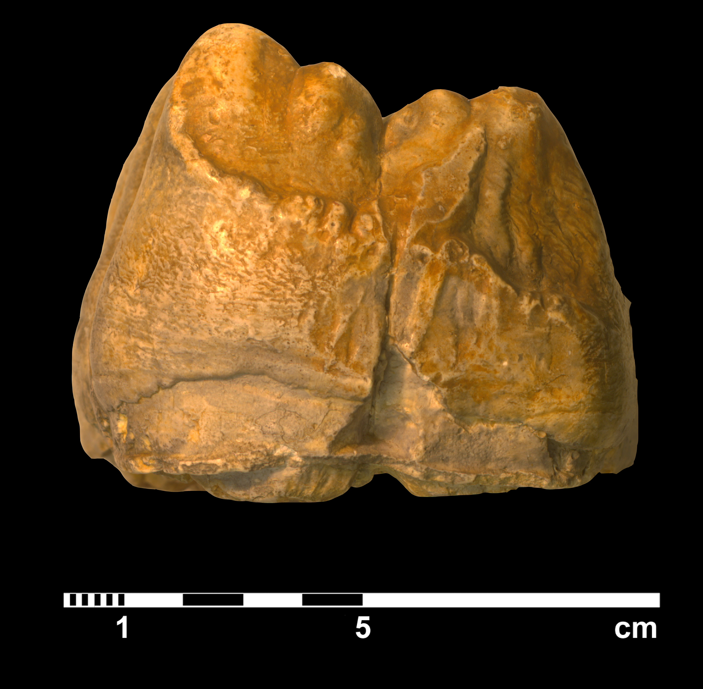 mammut_borsoni-10 (M394)