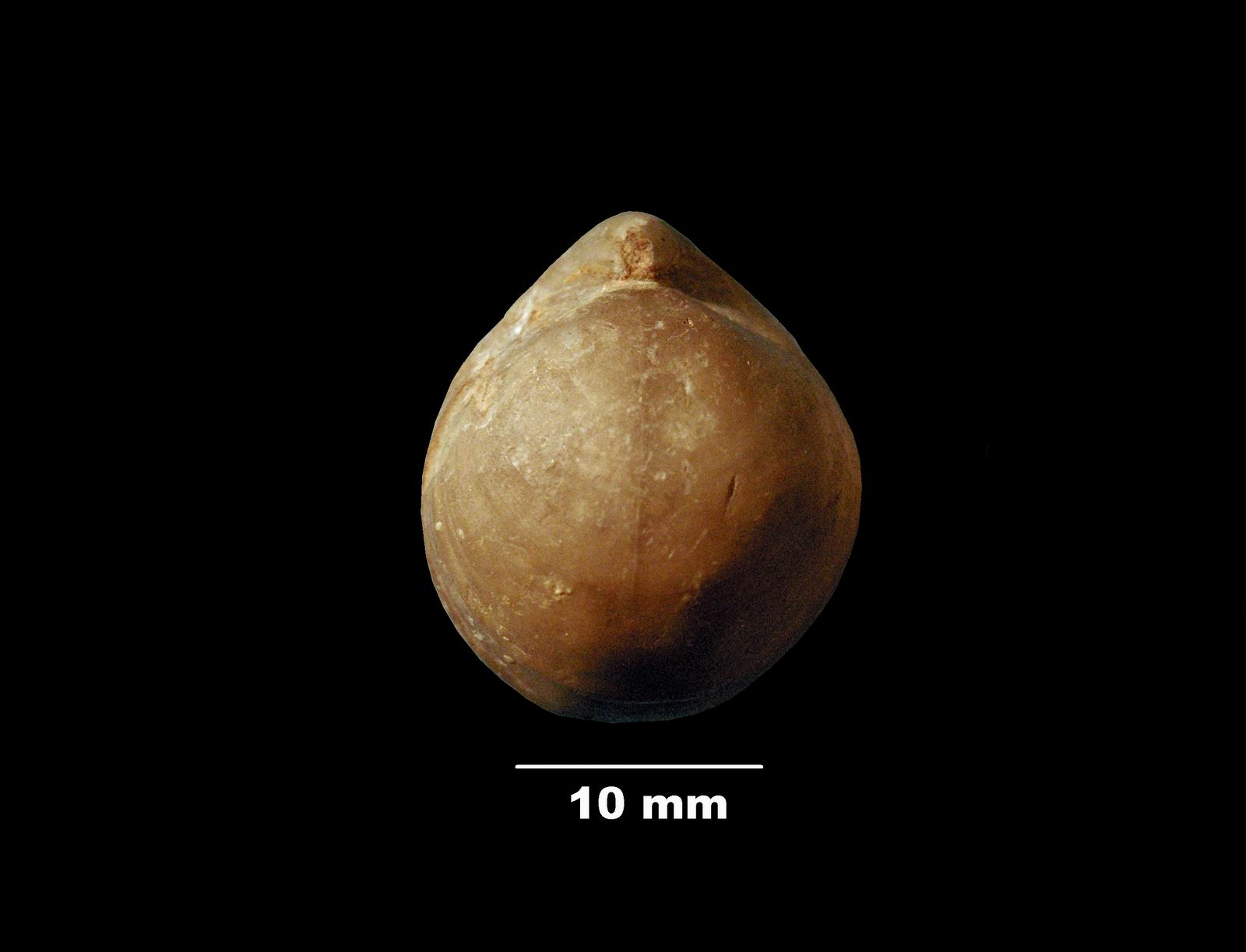 terebratula_bullata-1 (UL-B 00007)