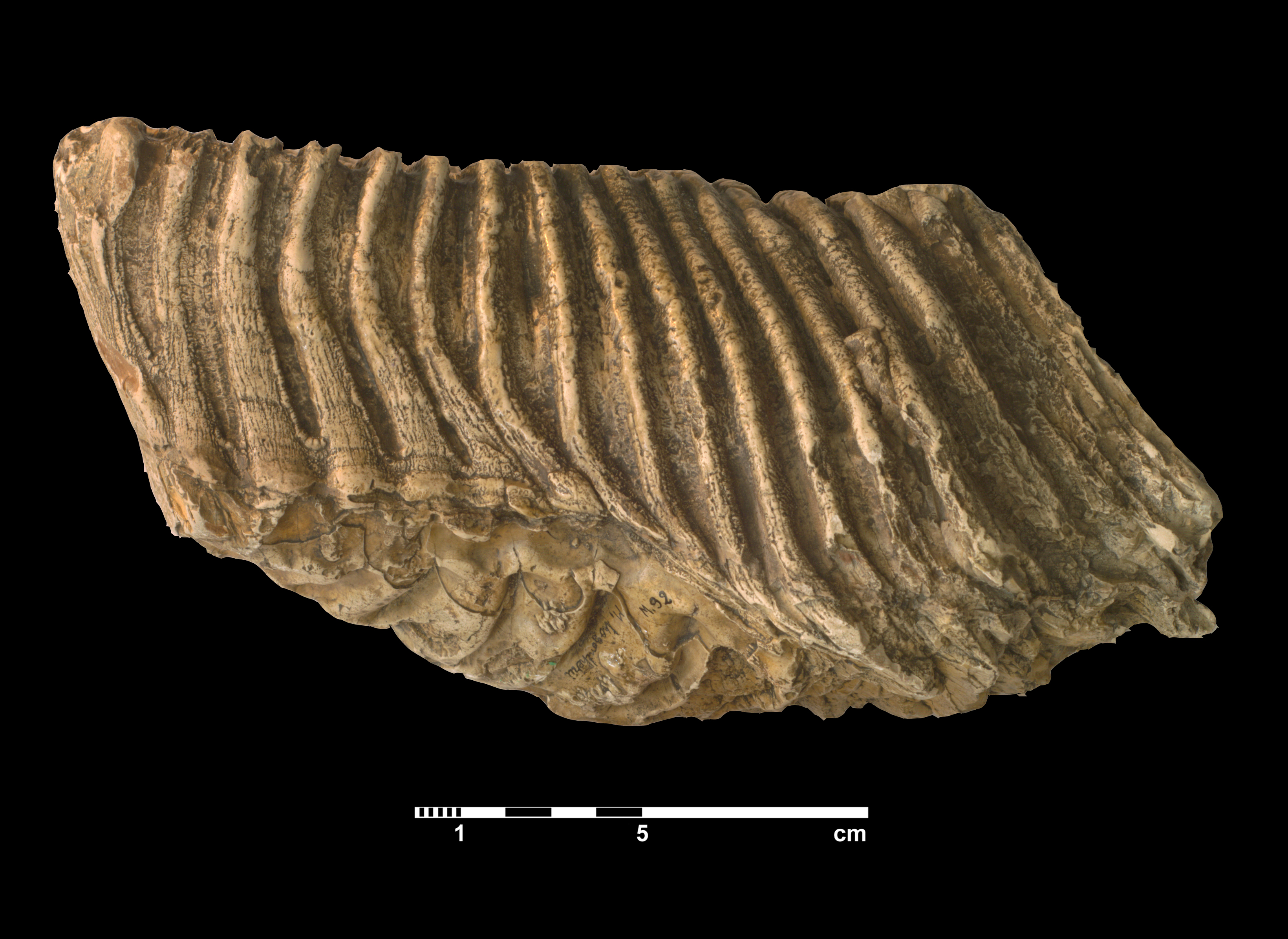 mammuthus_trogontherii-2 (M92)