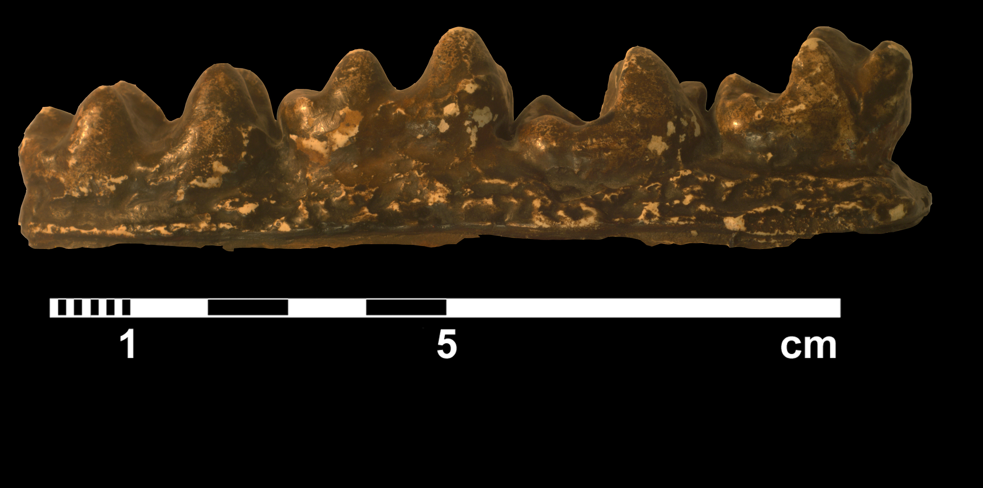 moeritherium_sp-_aff-_lyonsi-3 (VTP13)