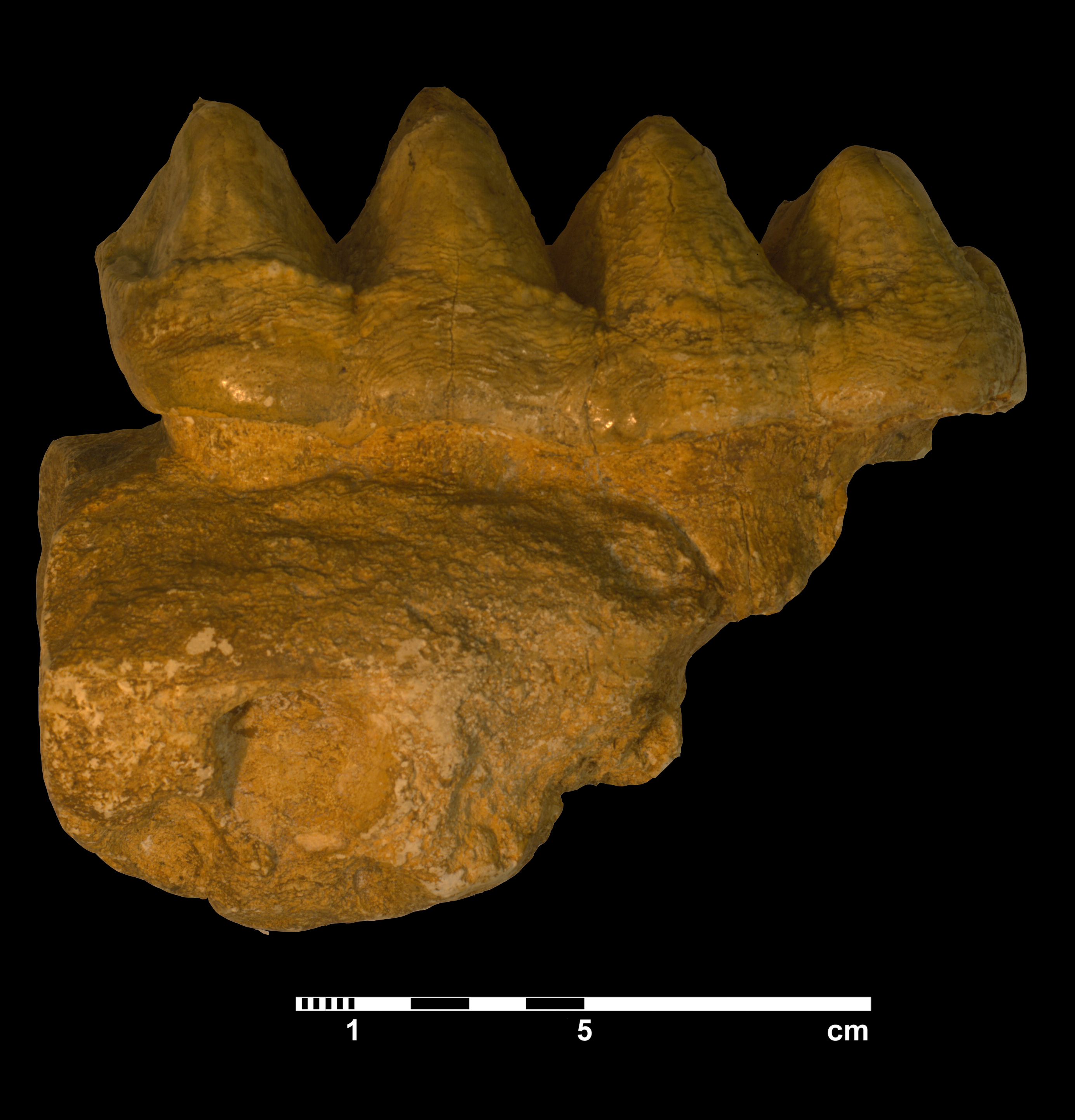 mammut_borsoni-2 (M262)