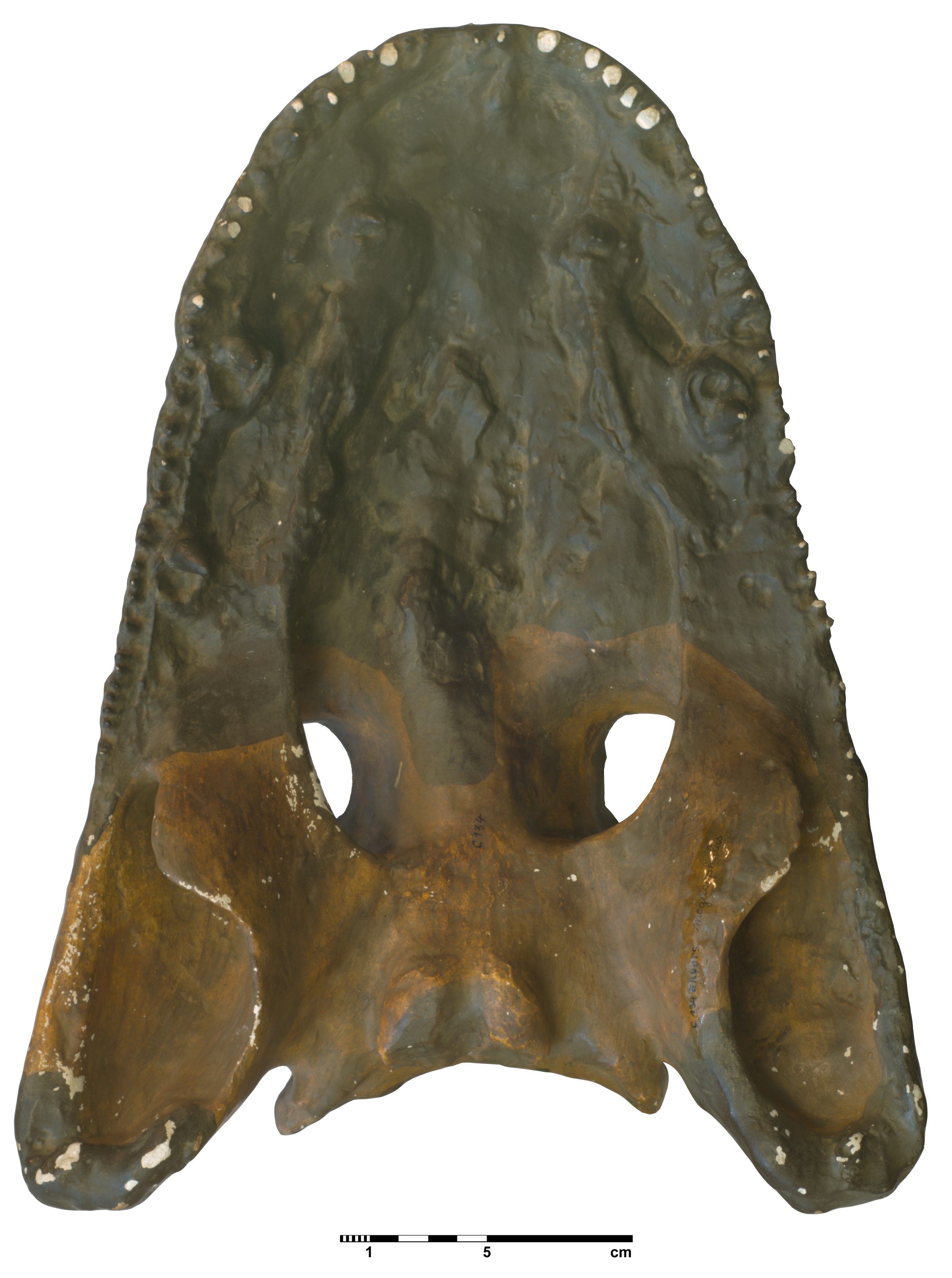 eryops_megacephalus-4 (C134)