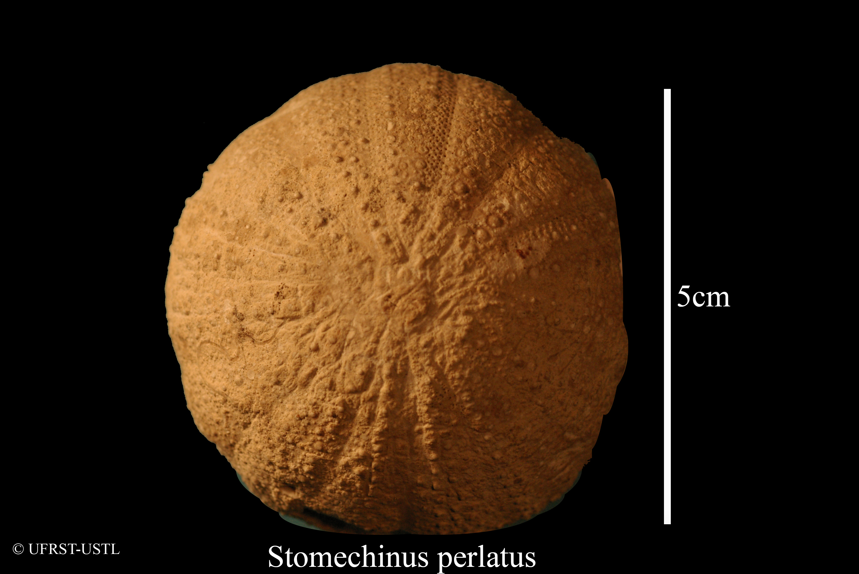 stomechinus_perlatus-1 (UL-E 0191)