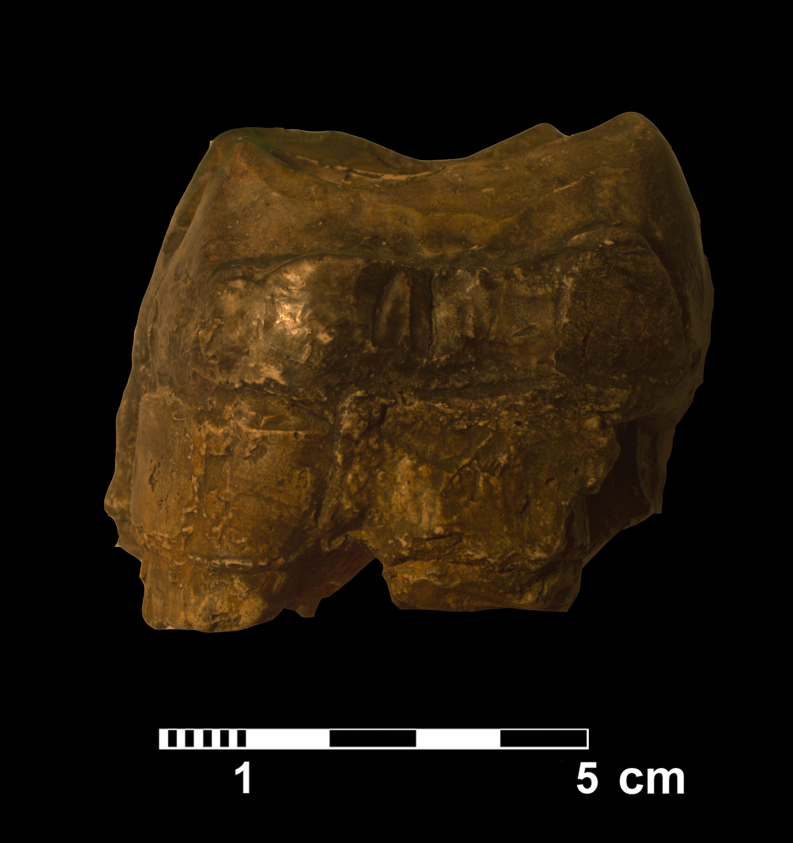 deinotherium_sp-3 (VTP6)