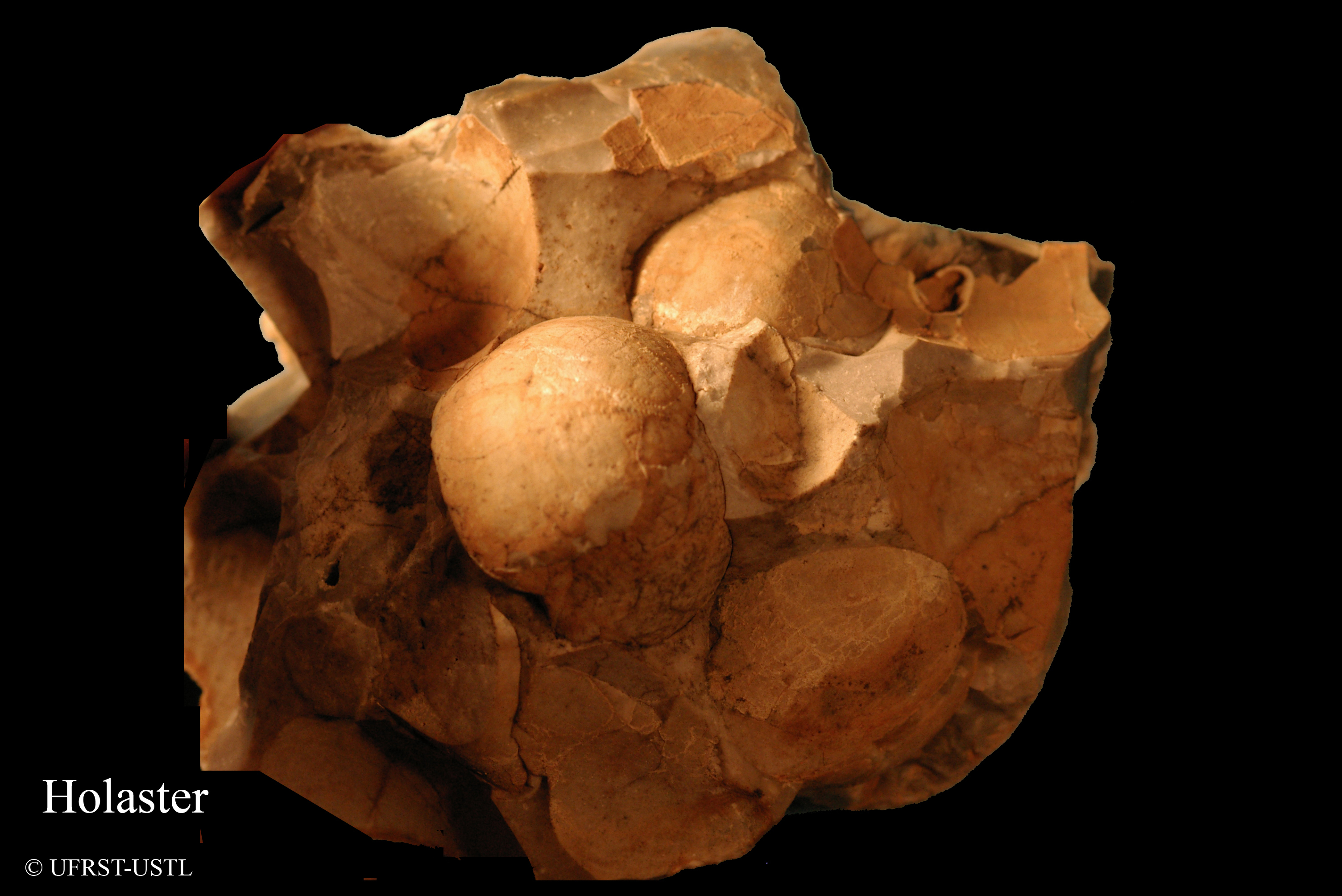 holaster-3 (UL-E 0164)